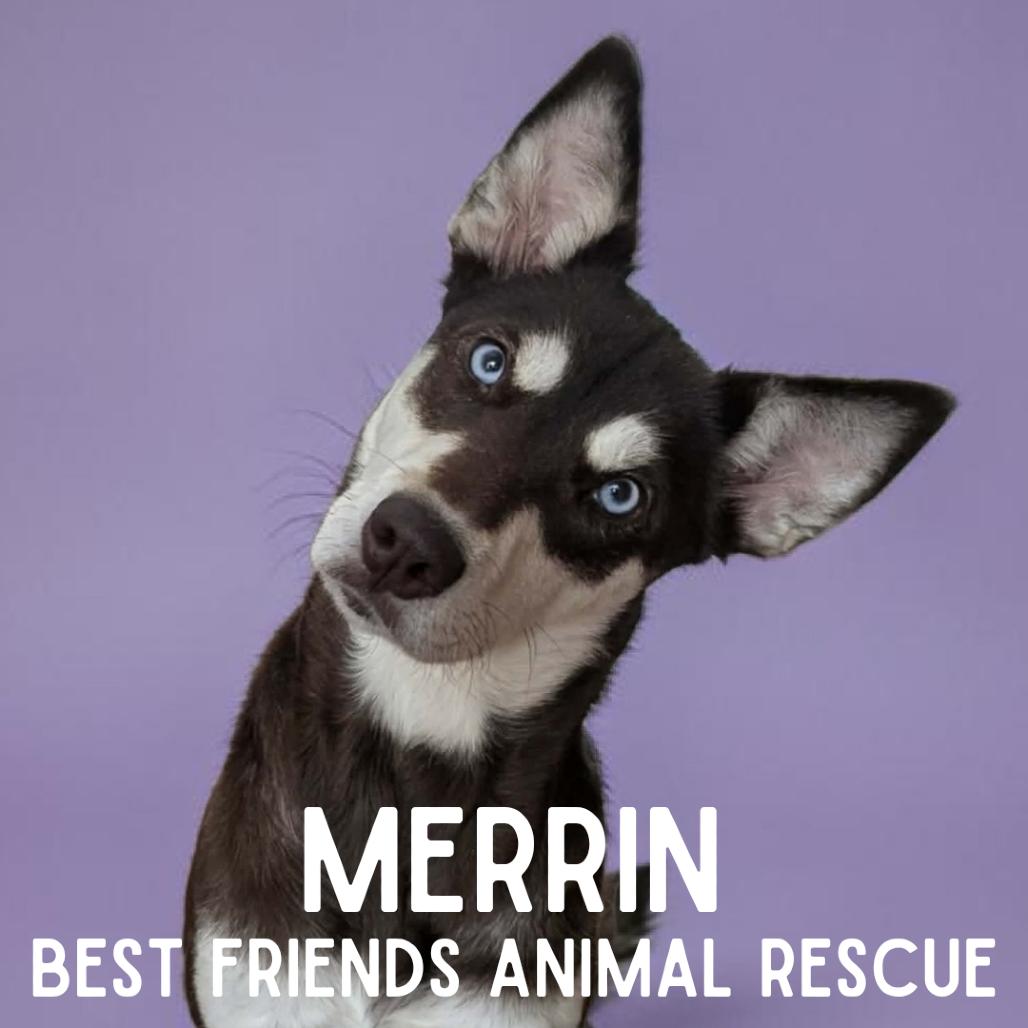 Merrin, Adoptable, Young Female Siberian Husky.