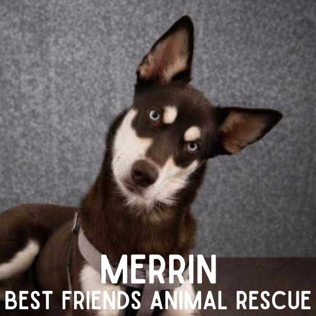 Enlarge Merrin, a Adoptable Siberian Husky in Wasilla, AK image 1/6