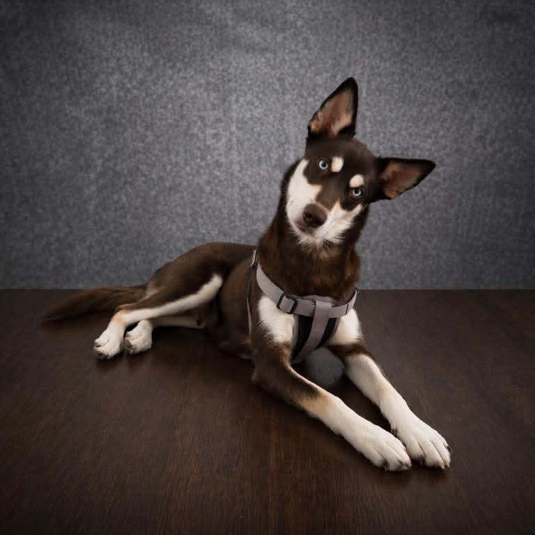 Enlarge Merrin, a Adoptable Siberian Husky in Wasilla, AK image 2/6