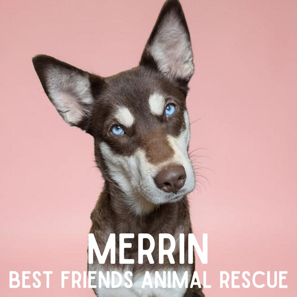 Enlarge Merrin, a Adoptable Siberian Husky in Wasilla, AK image 3/6