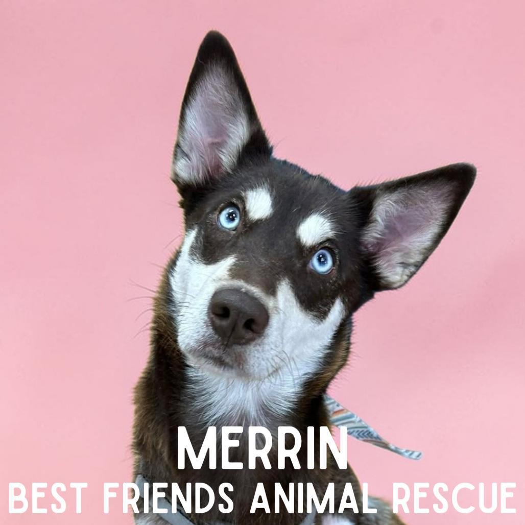 Enlarge Merrin, a Adoptable Siberian Husky in Wasilla, AK image 1/3