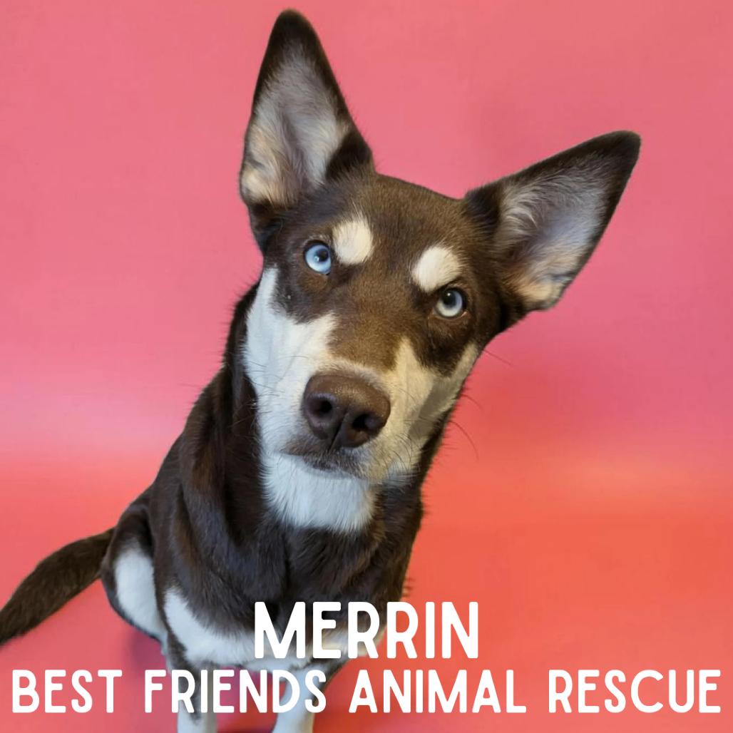 Merrin, a Adoptable Siberian Husky in Wasilla, AK image 4/6