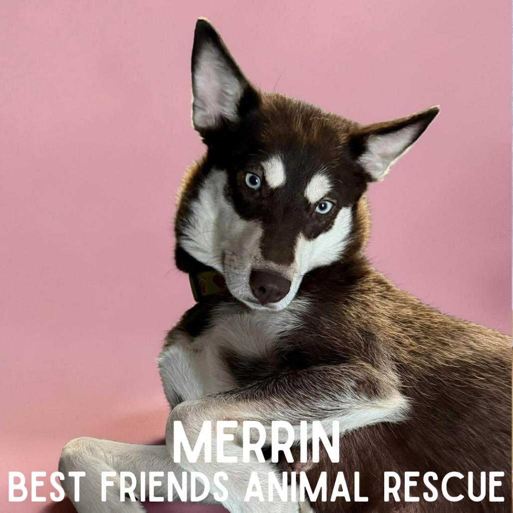 Enlarge Merrin, a Adoptable Siberian Husky in Wasilla, AK image 2/3