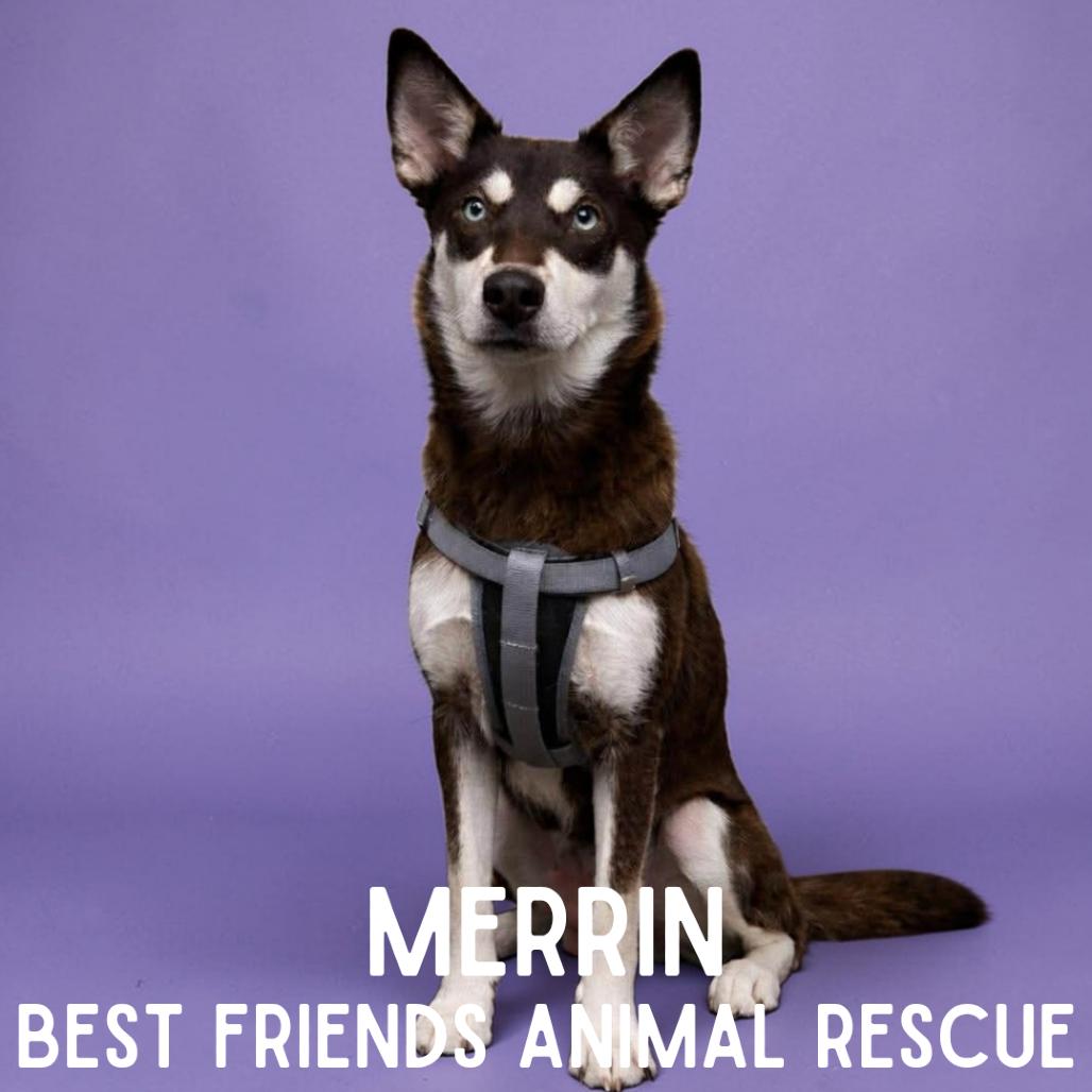 Enlarge Merrin, a Adoptable Siberian Husky in Wasilla, AK image 3/3