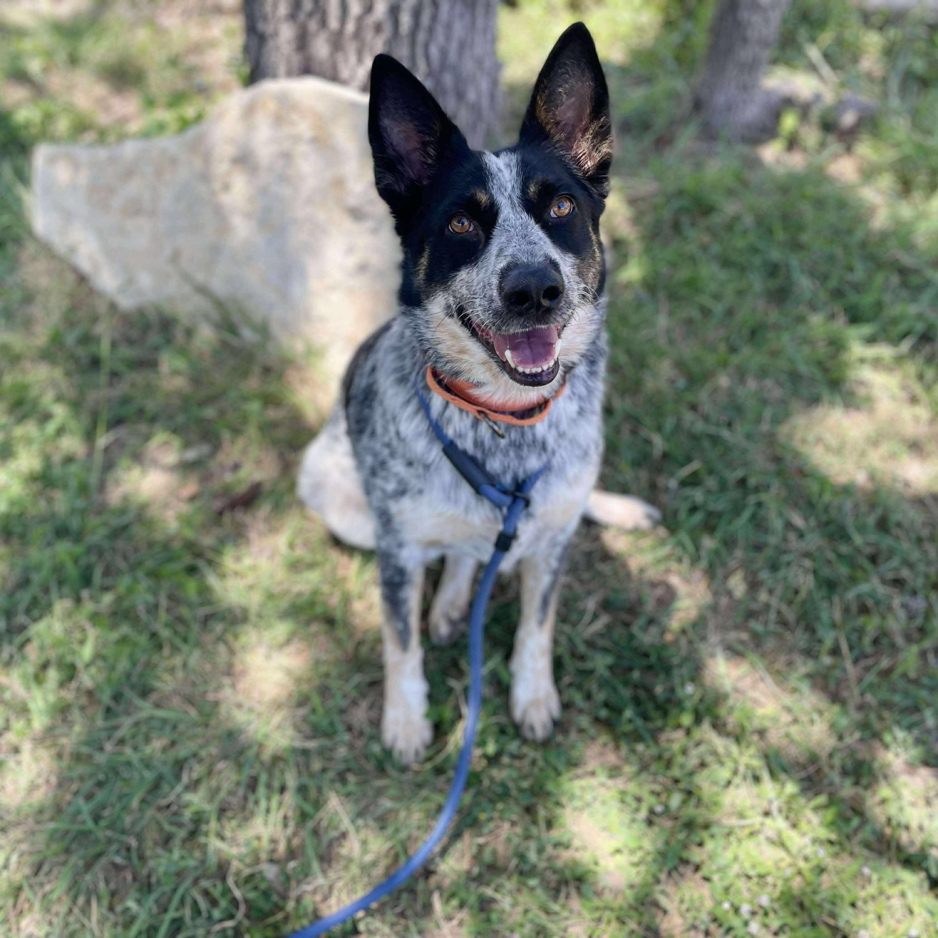 Enlarge Lyric, an adopted mixed breed in Center Point, TX image 2/5