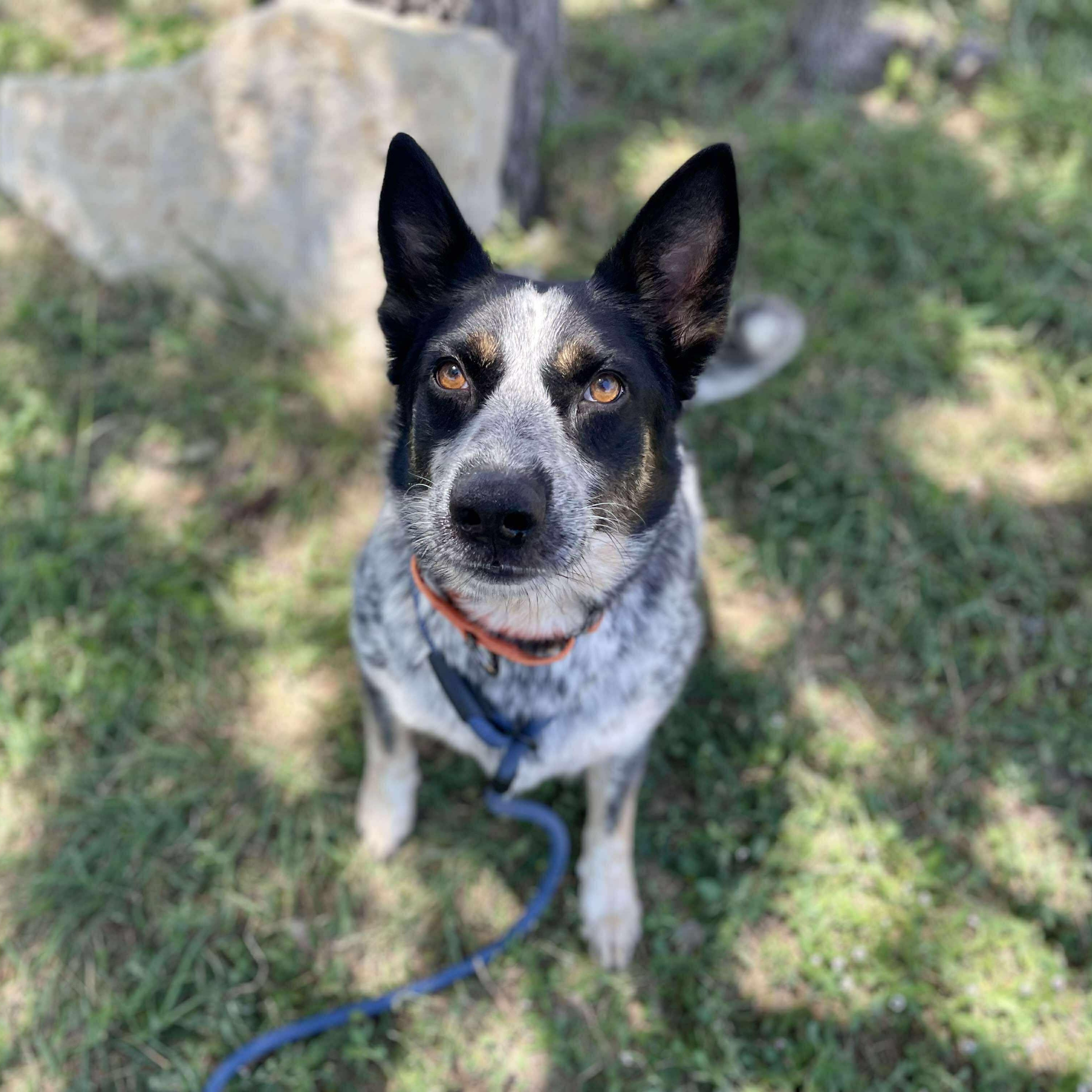 Enlarge Lyric, an adopted mixed breed in Center Point, TX image 3/5