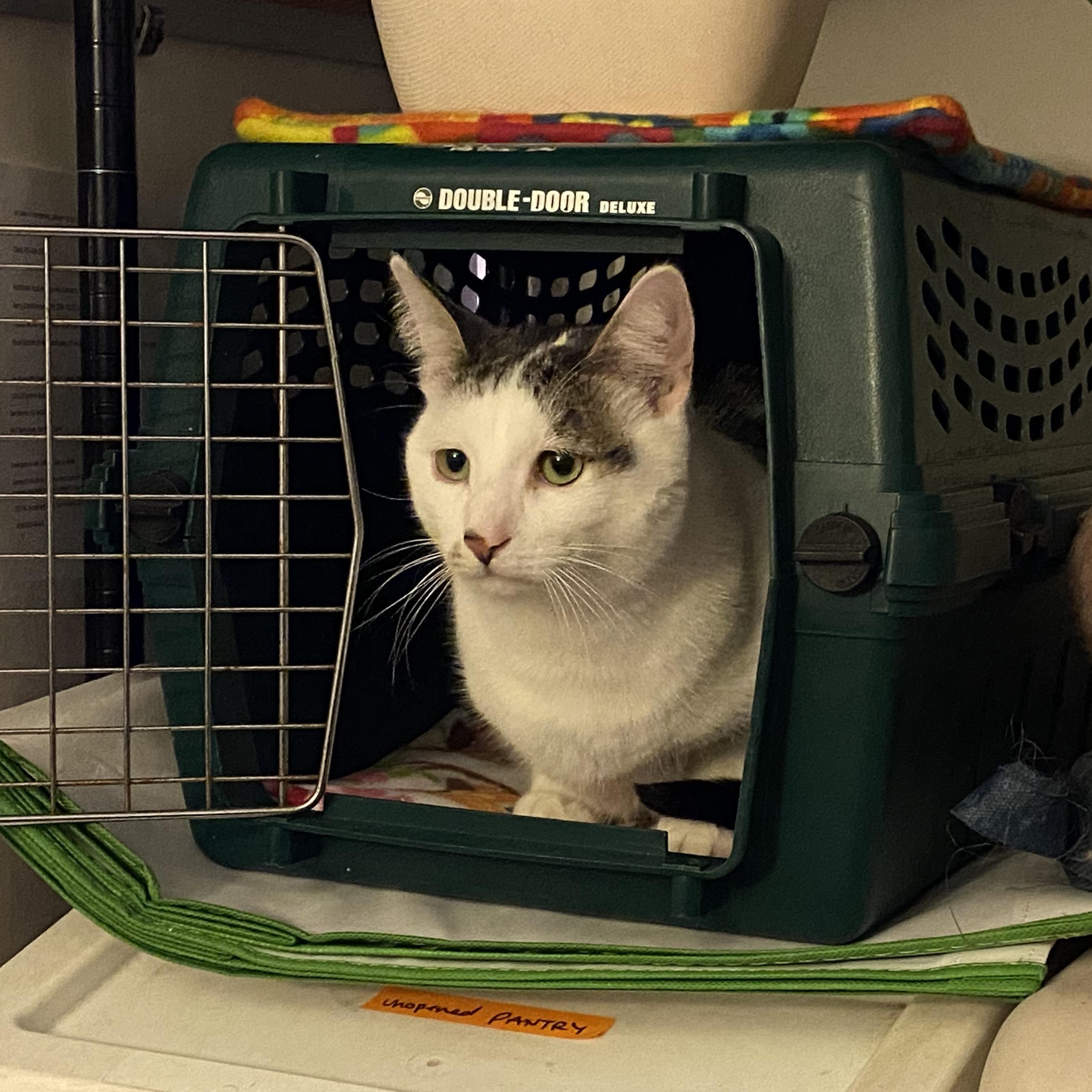 Enlarge Lenny, a Adoptable Domestic Short Hair in South San Francisco, CA image 2/6