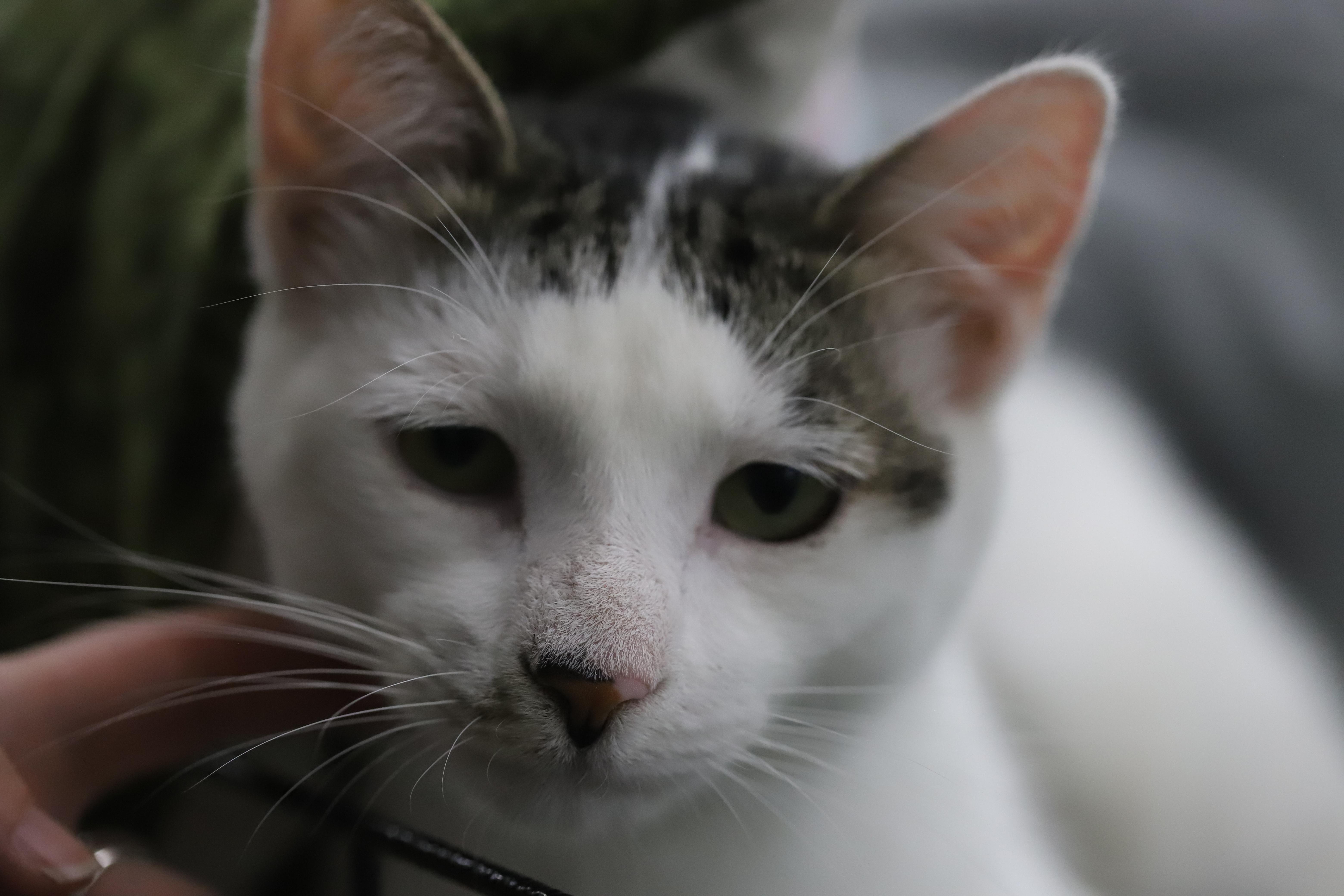 Lenny, a Adoptable Domestic Short Hair in South San Francisco, CA image 1/5