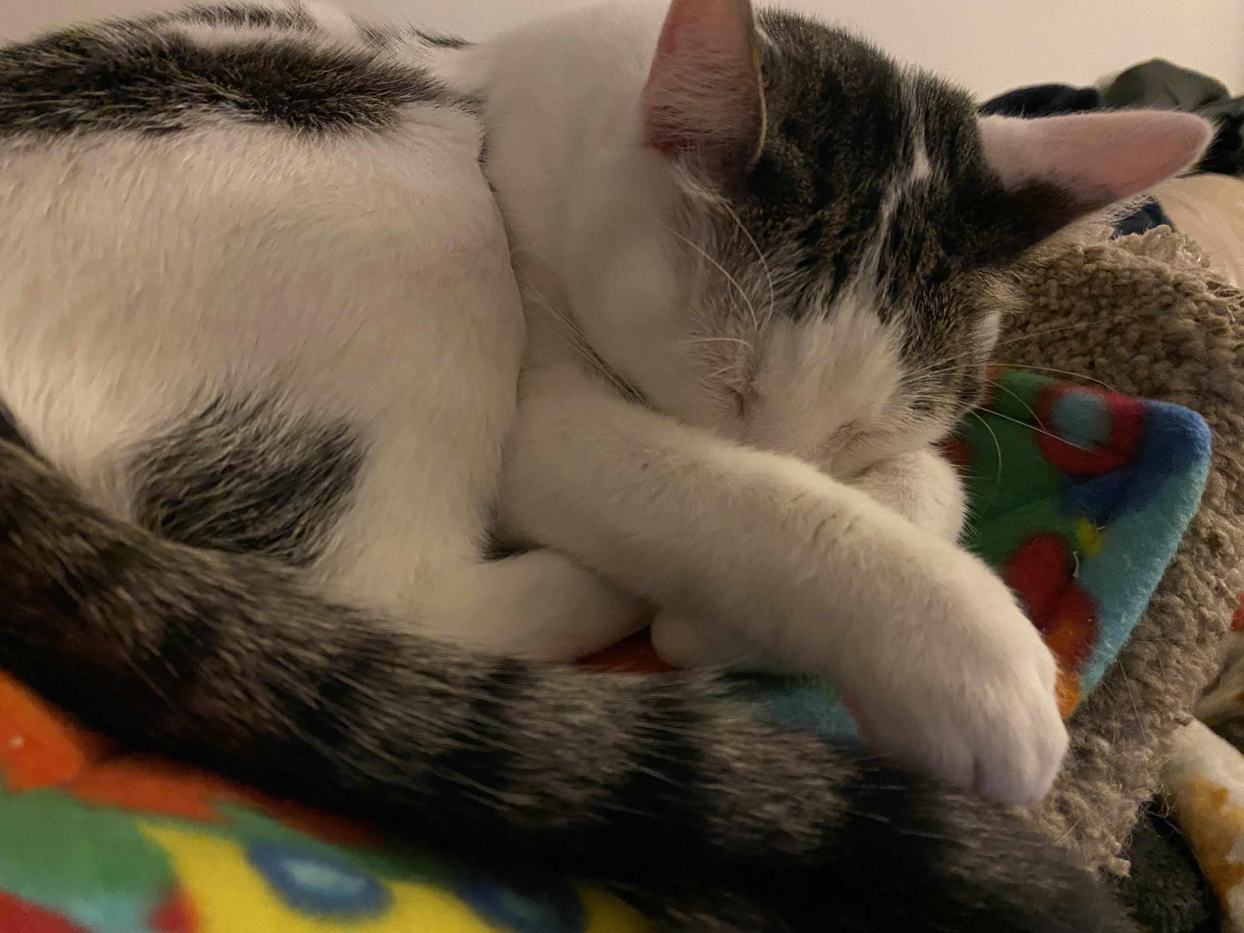 Enlarge Lenny, a Adoptable Domestic Short Hair in South San Francisco, CA image 4/6