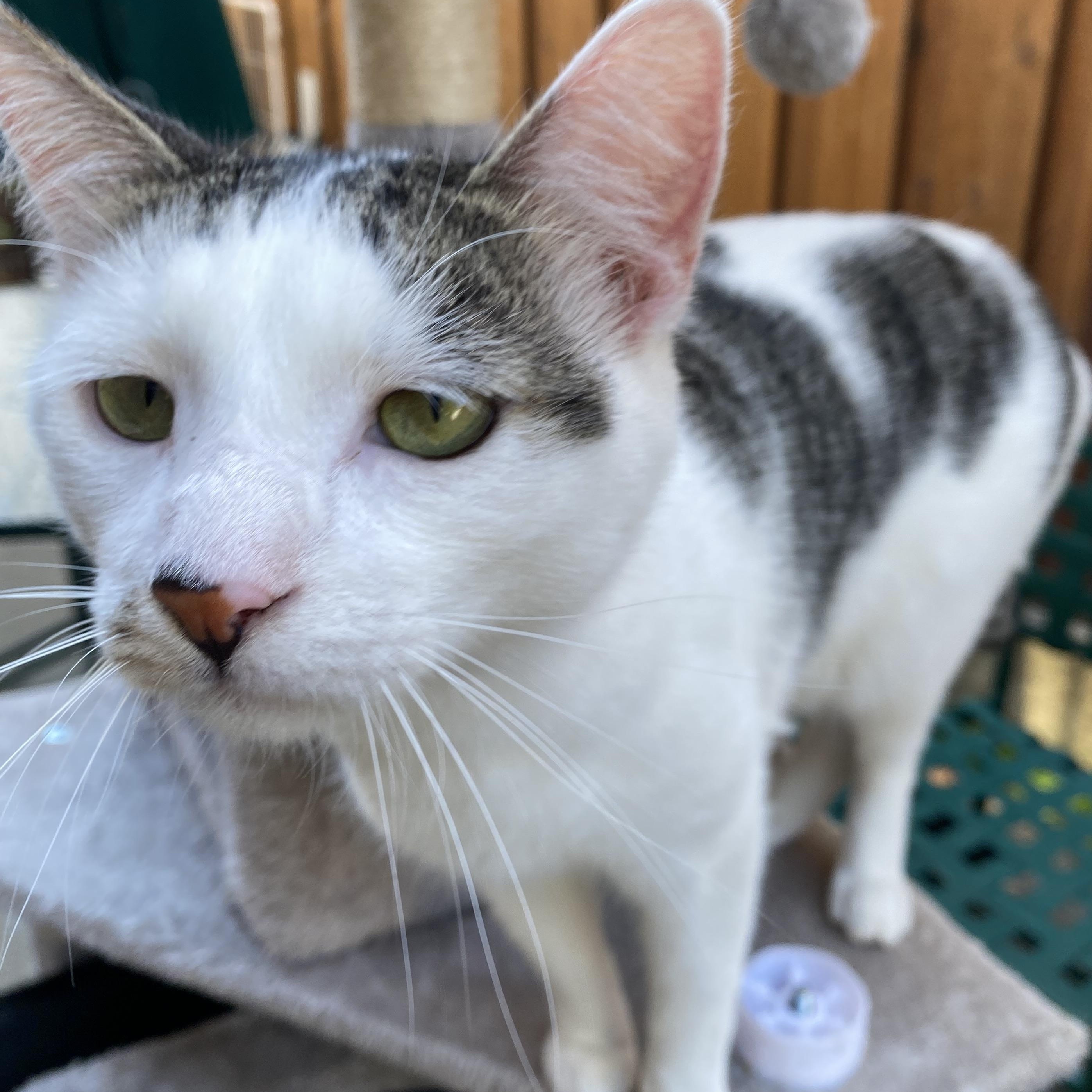 Lenny, a Adoptable Domestic Short Hair in South San Francisco, CA image 2/5
