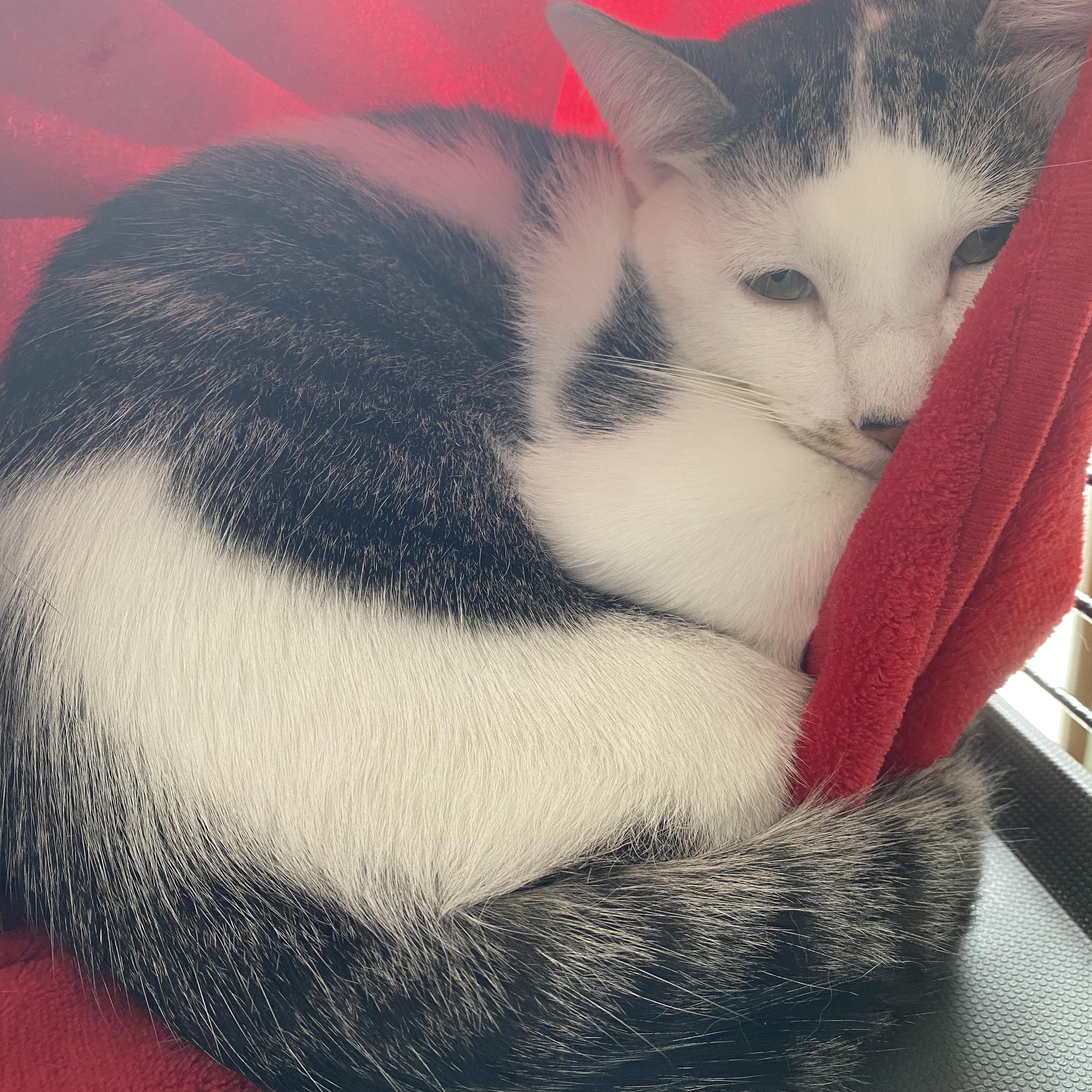 Lenny, a Adoptable Domestic Short Hair in South San Francisco, CA image 3/5