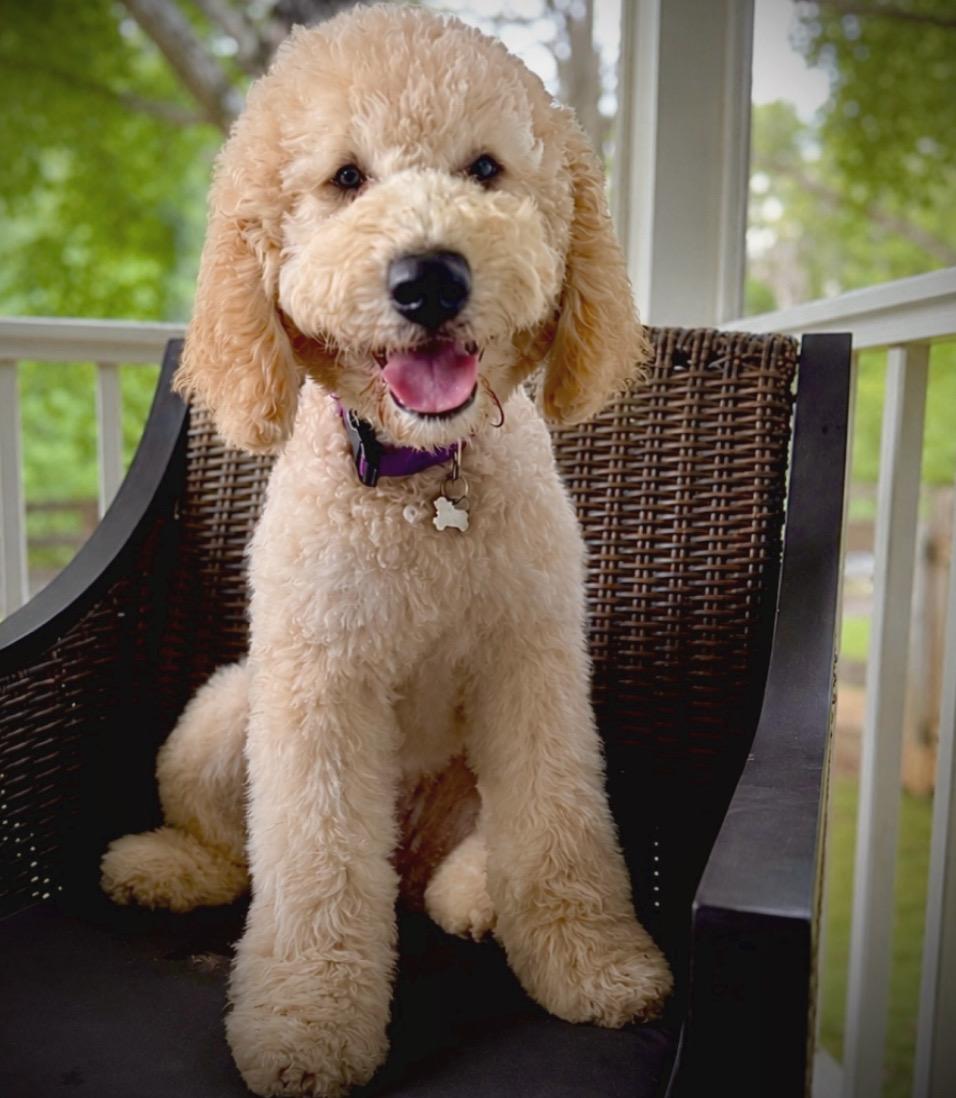 Gladys, Adoptable, Young Female Goldendoodle.