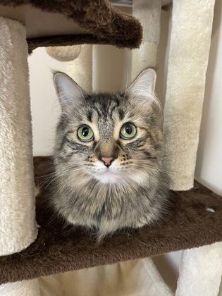 Enlarge Misha, a Adoptable Domestic Medium Hair in Cranbrook, BC image 1/3