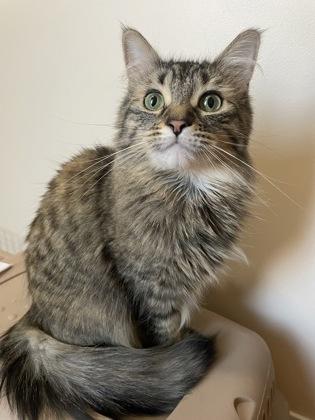 Enlarge Misha, a Adoptable Domestic Medium Hair in Cranbrook, BC image 2/3