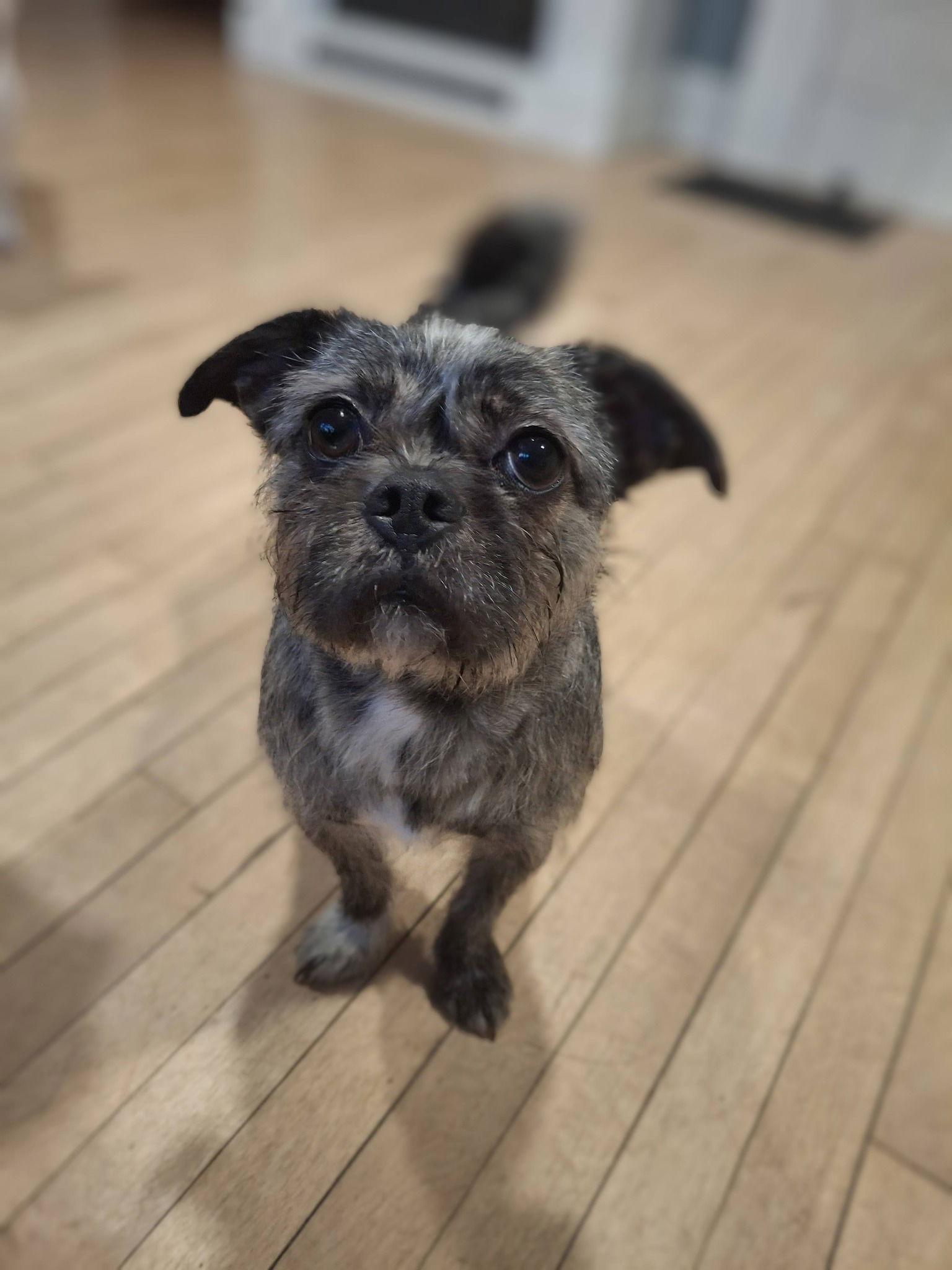KoKo, Adoptable, Young Female French Bulldog & Shih Tzu.
