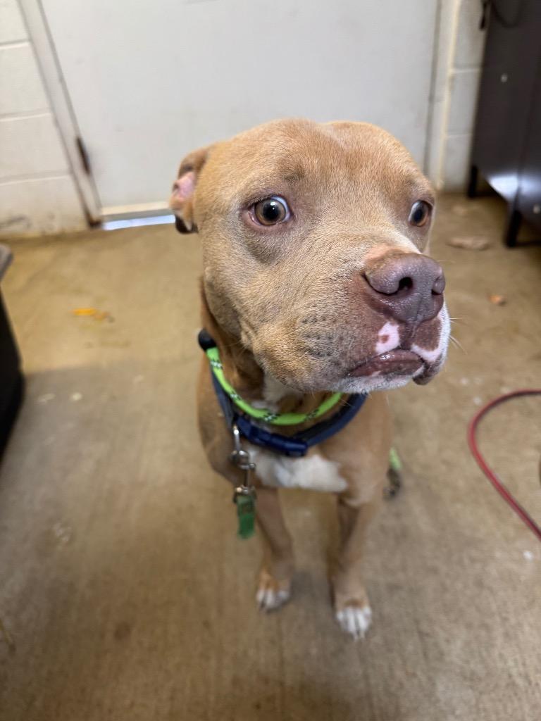 Astra-Adoptable, Adoptable, Adult Male Pit Bull Terrier.