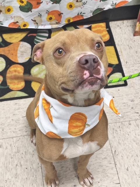Astra-Adoptable, a Adoptable Pit Bull Terrier in Chickamauga , GA image 2/2