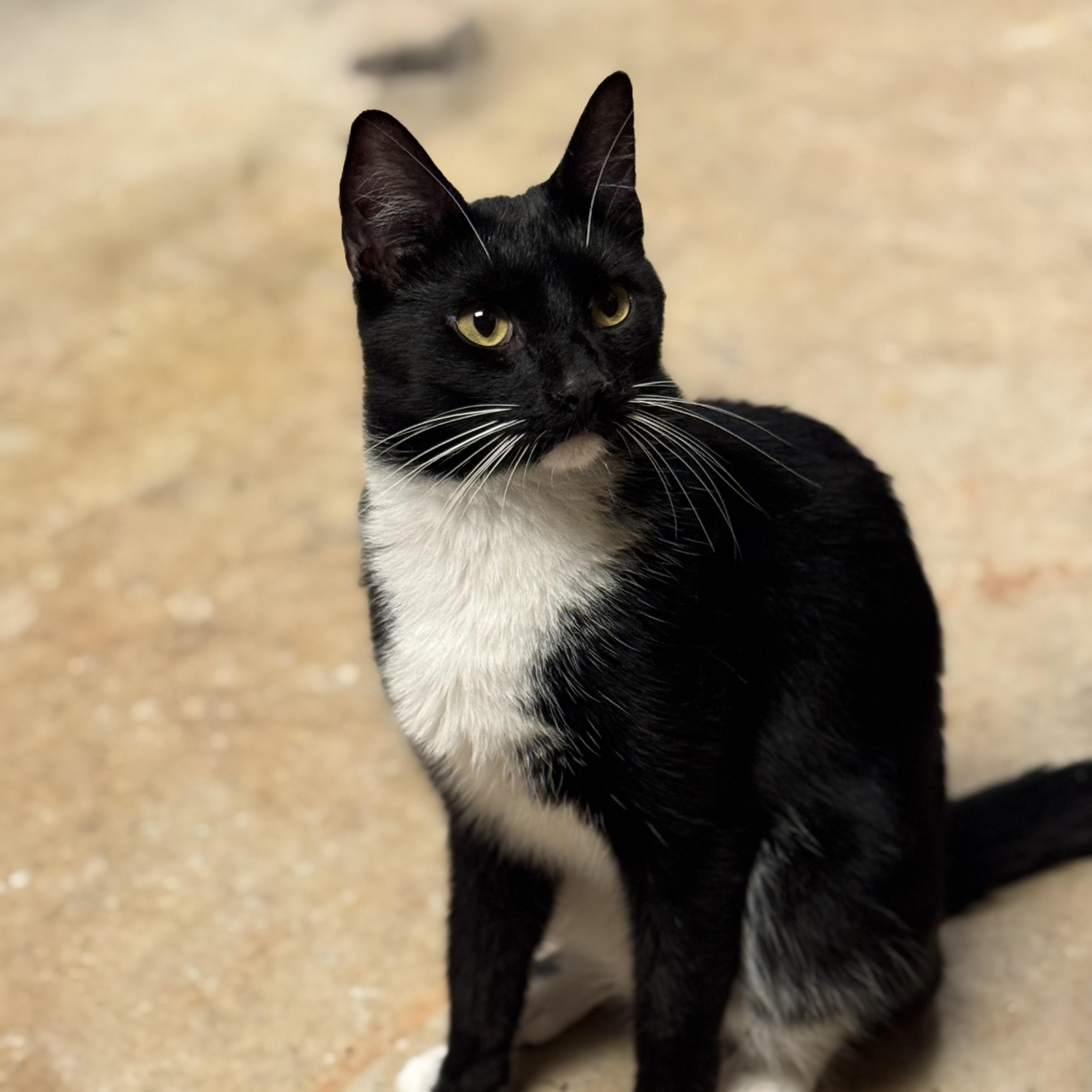 Orion, a Adopted Domestic Short Hair in MABLETON, GA image 2/4