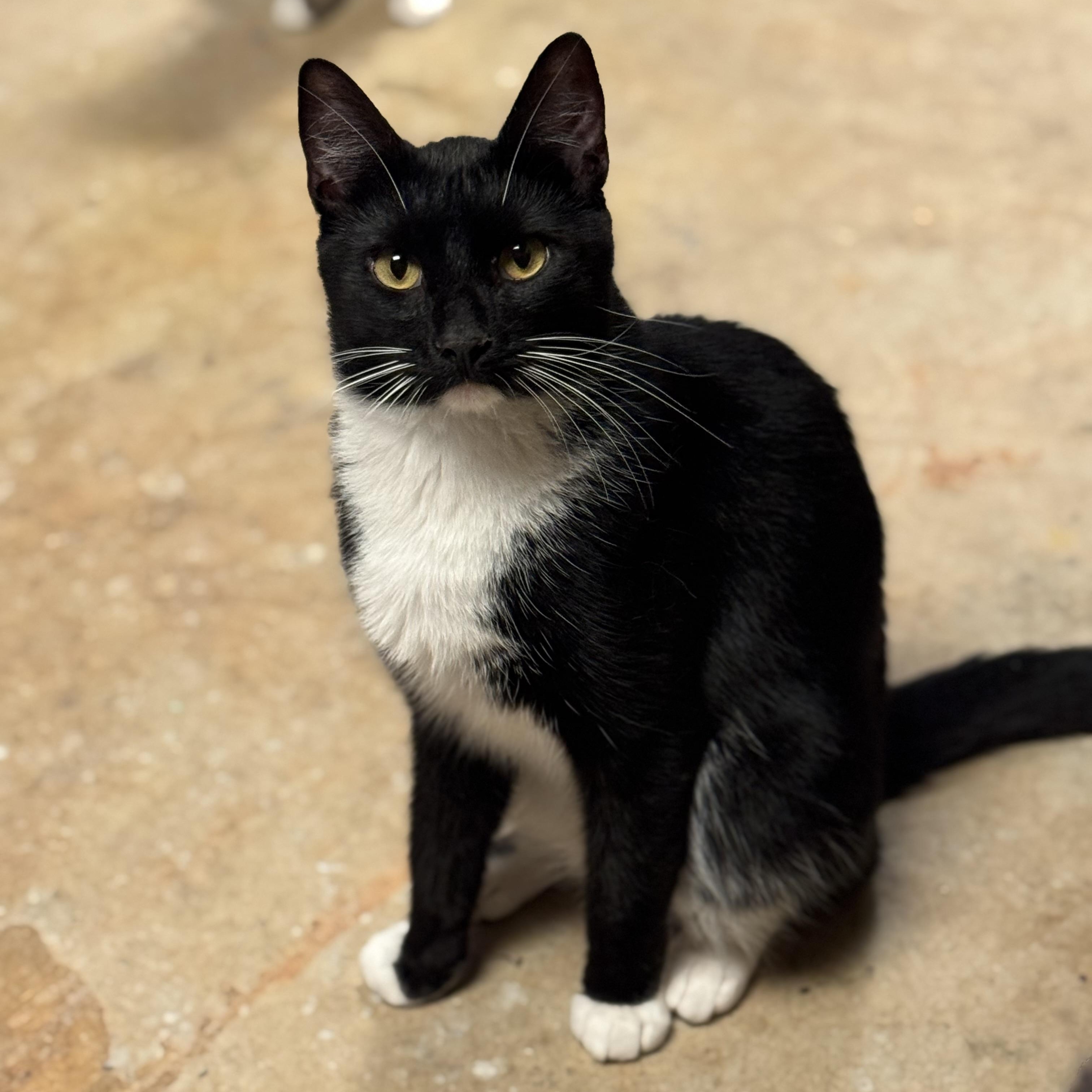 Orion, a Adopted Domestic Short Hair in MABLETON, GA image 3/4