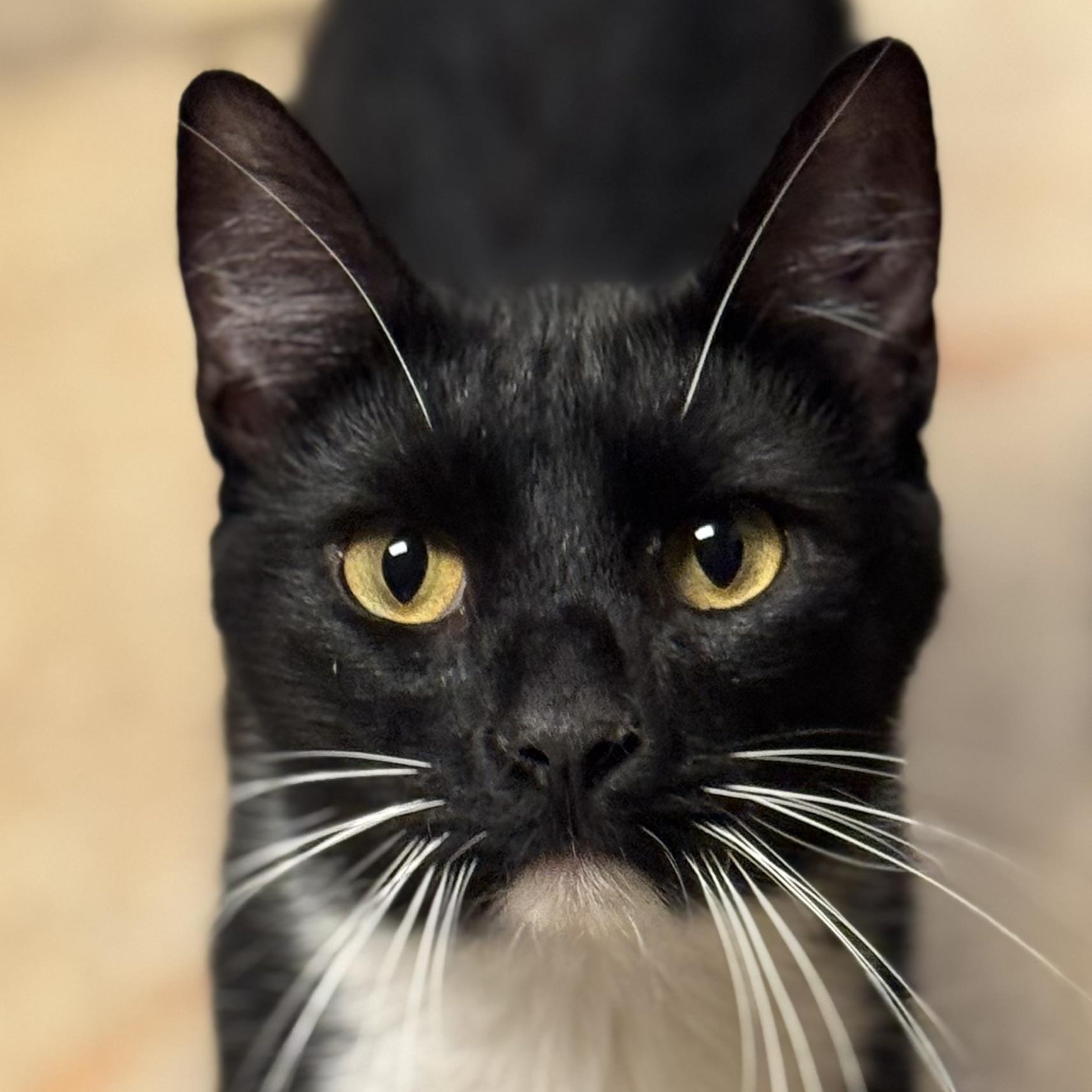 Orion, a Adopted Domestic Short Hair in MABLETON, GA image 1/4