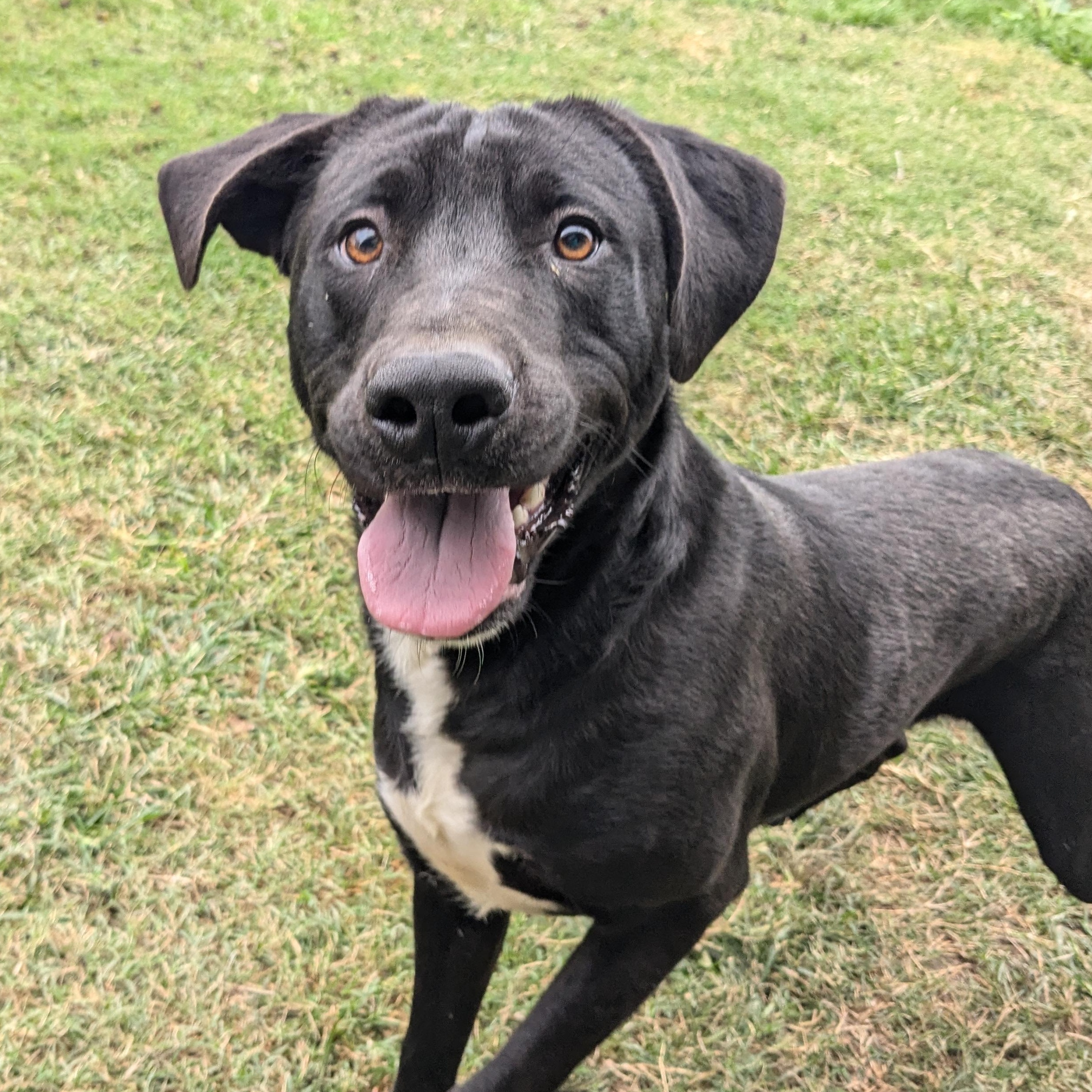 Dick, a Adopted mixed breed in Manchester, NH image 1/5