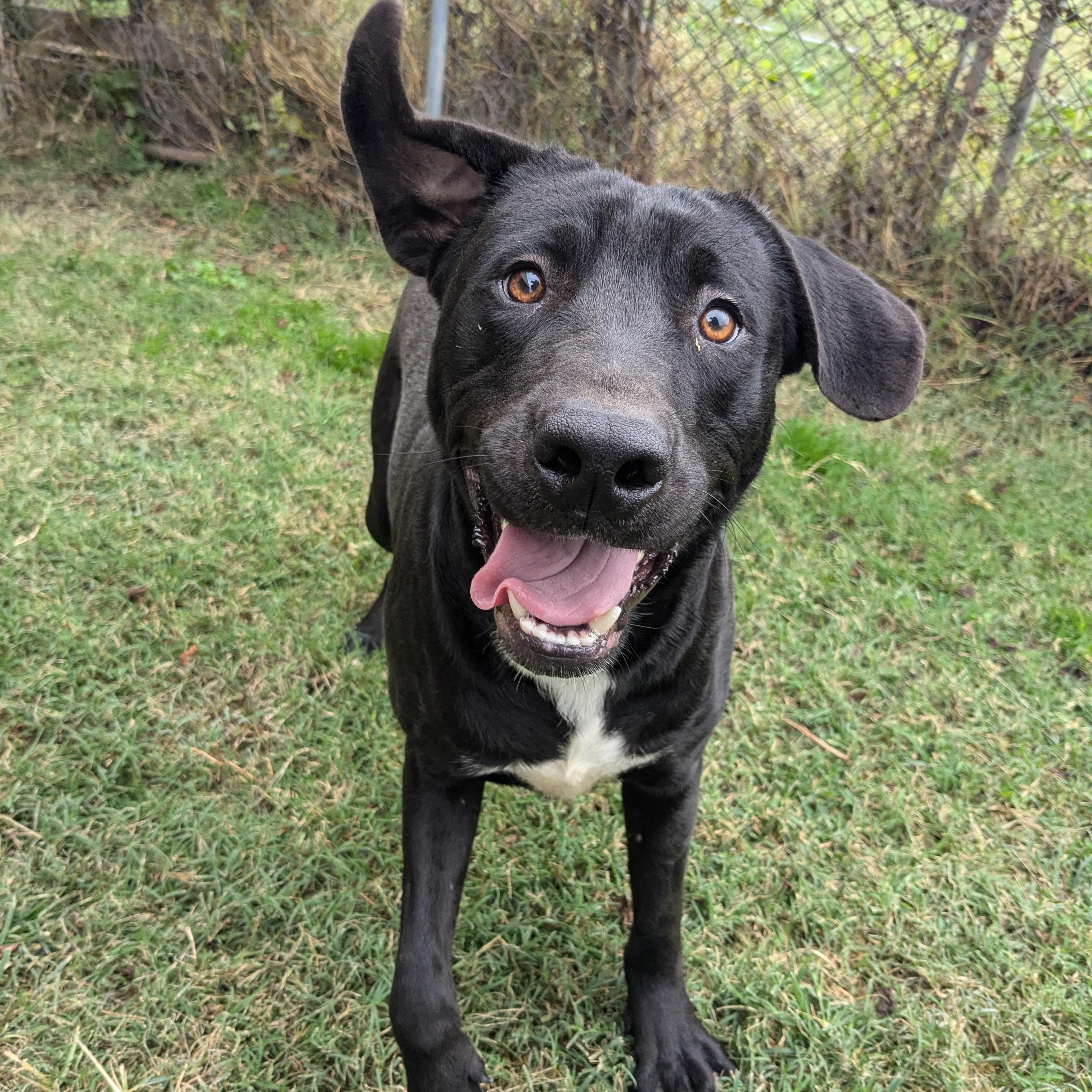 Dick, a Adopted mixed breed in Manchester, NH image 2/5