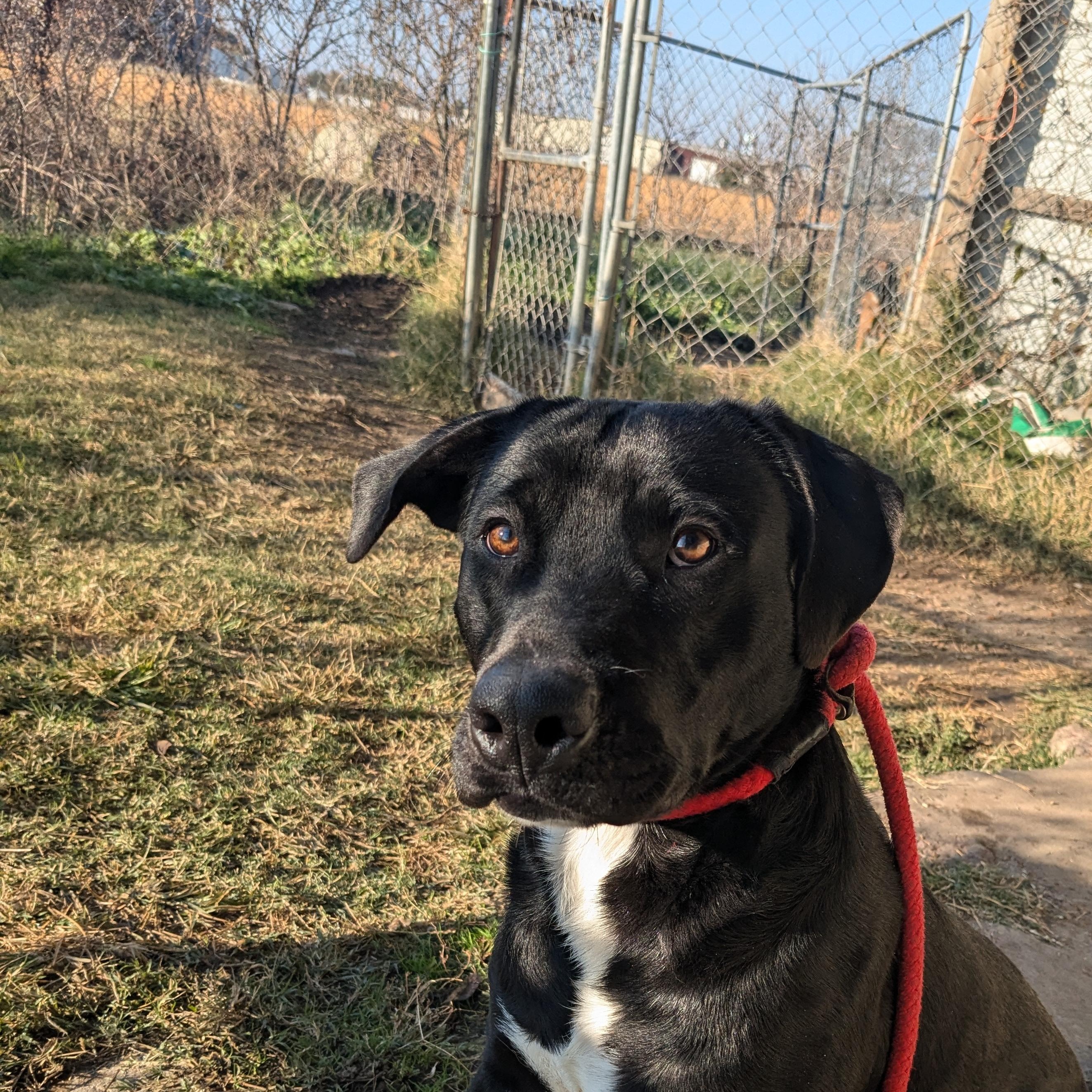 Dick, a Adopted mixed breed in Manchester, NH image 3/5