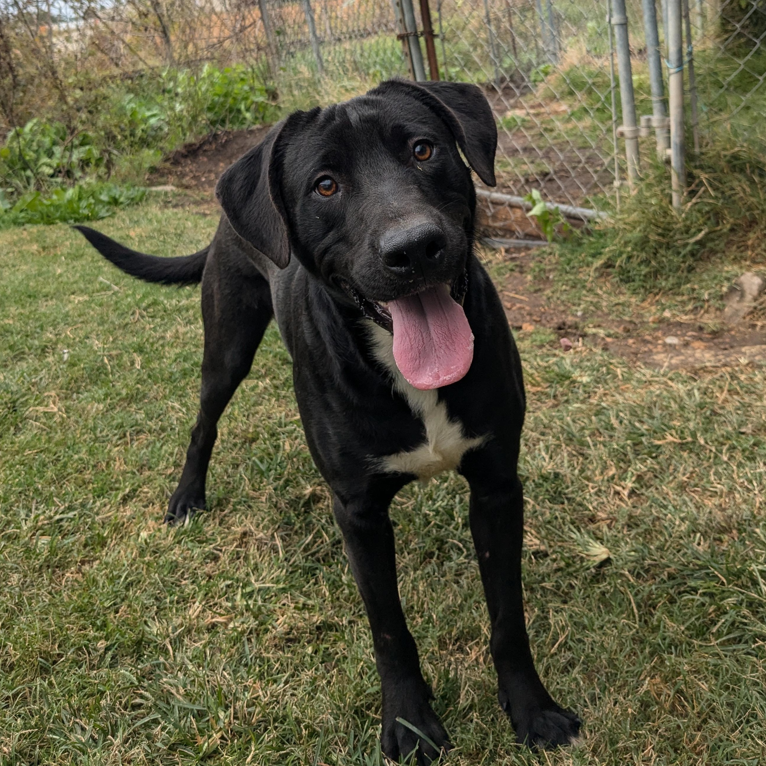 Dick, a Adopted mixed breed in Manchester, NH image 4/5