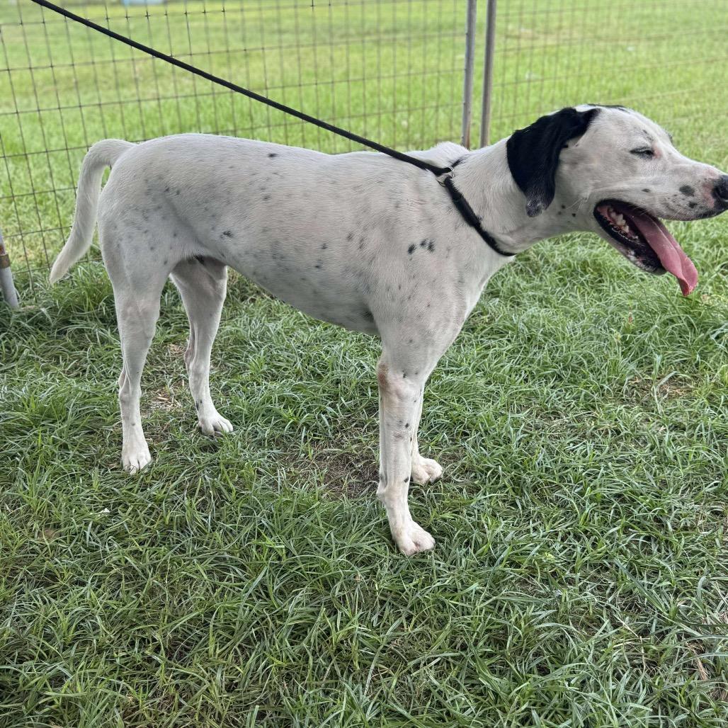Pete, a Adoptable Pointer in Halifax , NS image 1/4