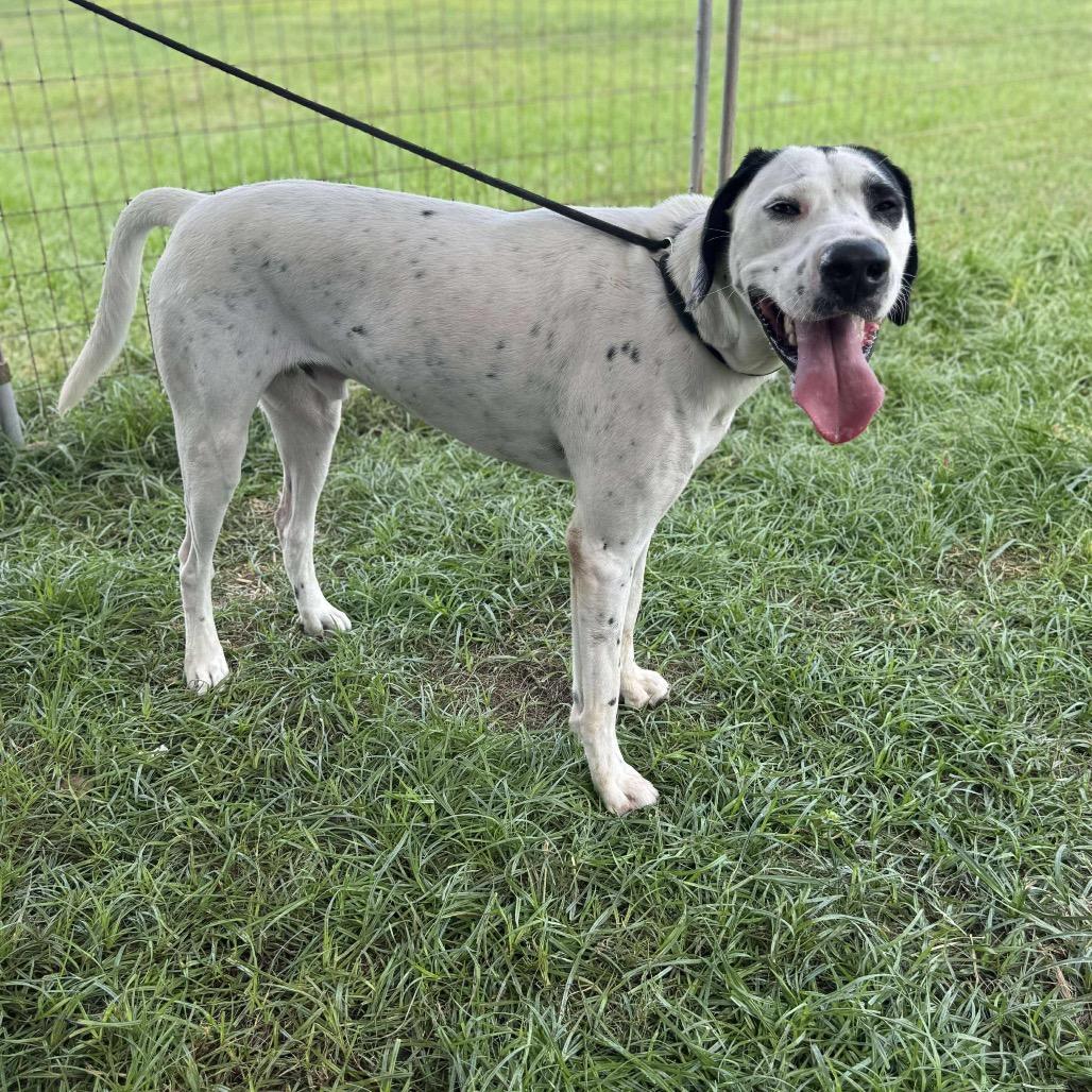 Pete, a Adoptable Pointer in Halifax , NS image 3/4