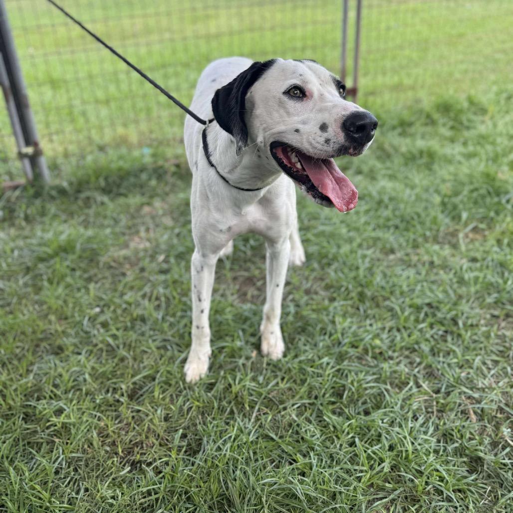 Pete, a Adoptable Pointer in Halifax , NS image 4/4