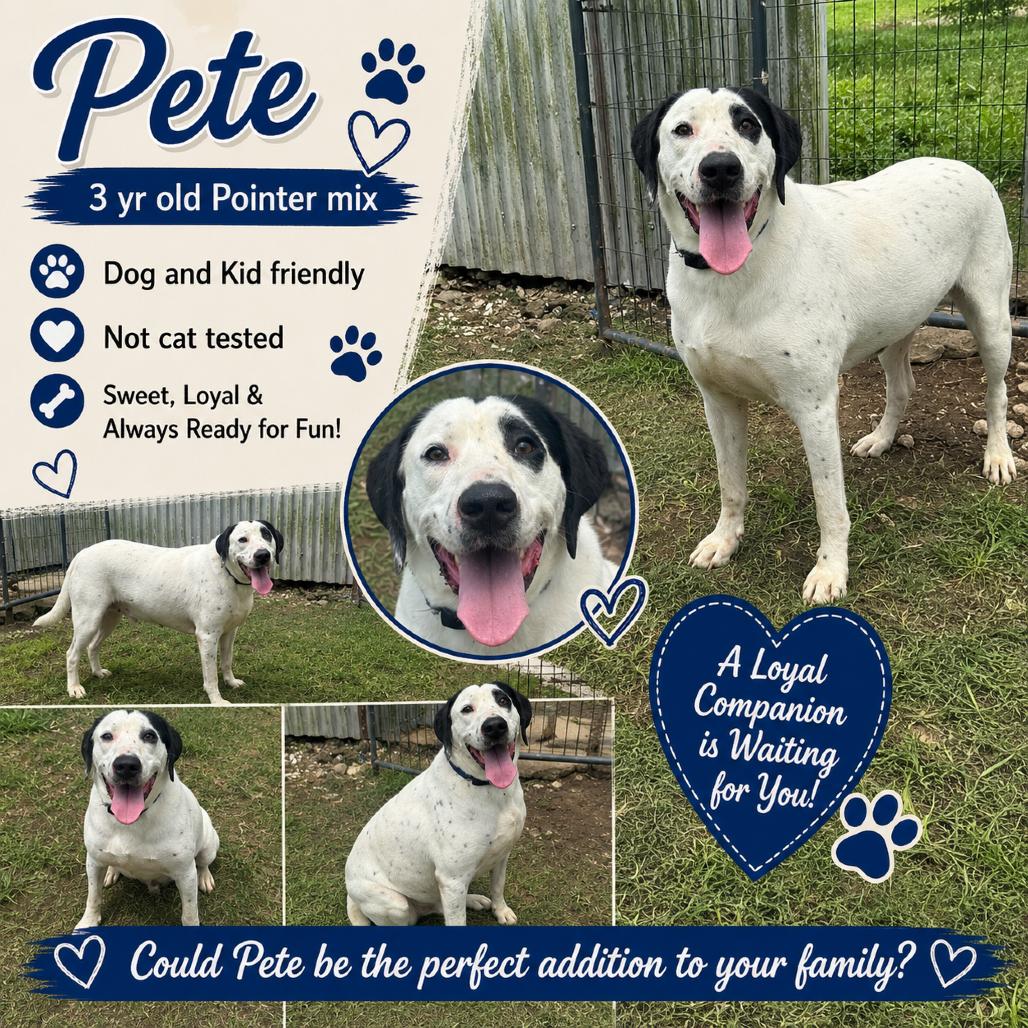 Pete, a Adoptable Pointer in Halifax , NS image 2/4