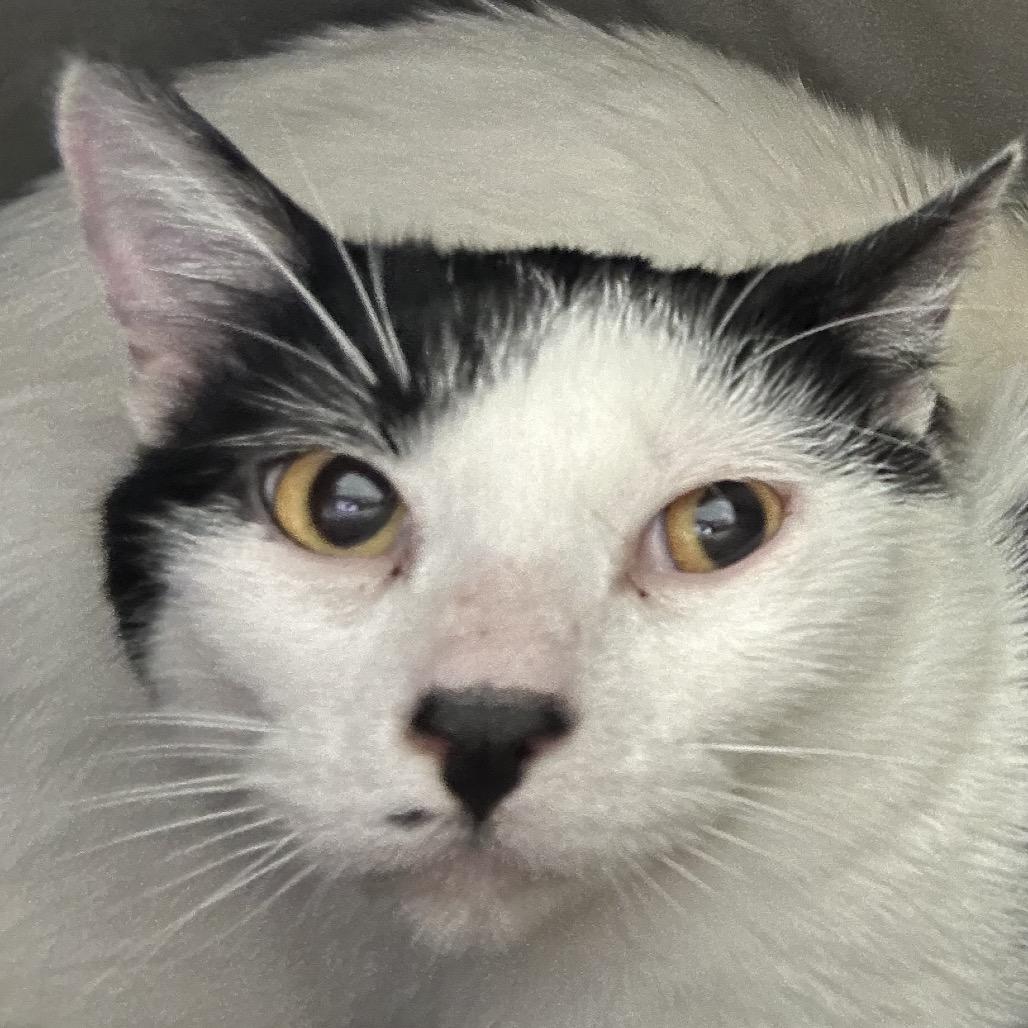 Enlarge Tom, a Adoptable Domestic Short Hair in Hannibal, MO image 1/1