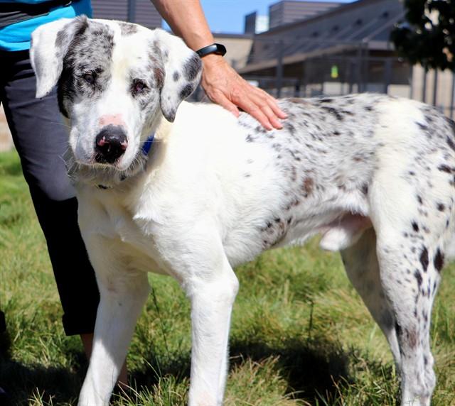 Enlarge ROCKO, a Adoptable Catahoula Leopard Dog in San Luis Obispo, CA image 1/1