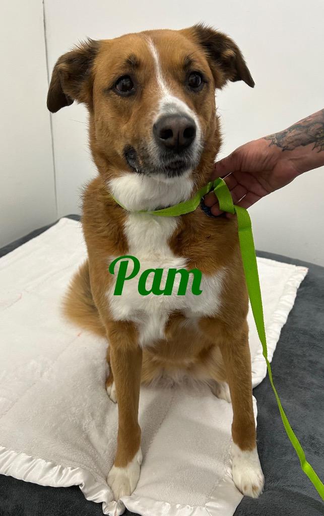 Enlarge Pam, a Adoptable mixed breed in Jacksonville, IL image 1/1