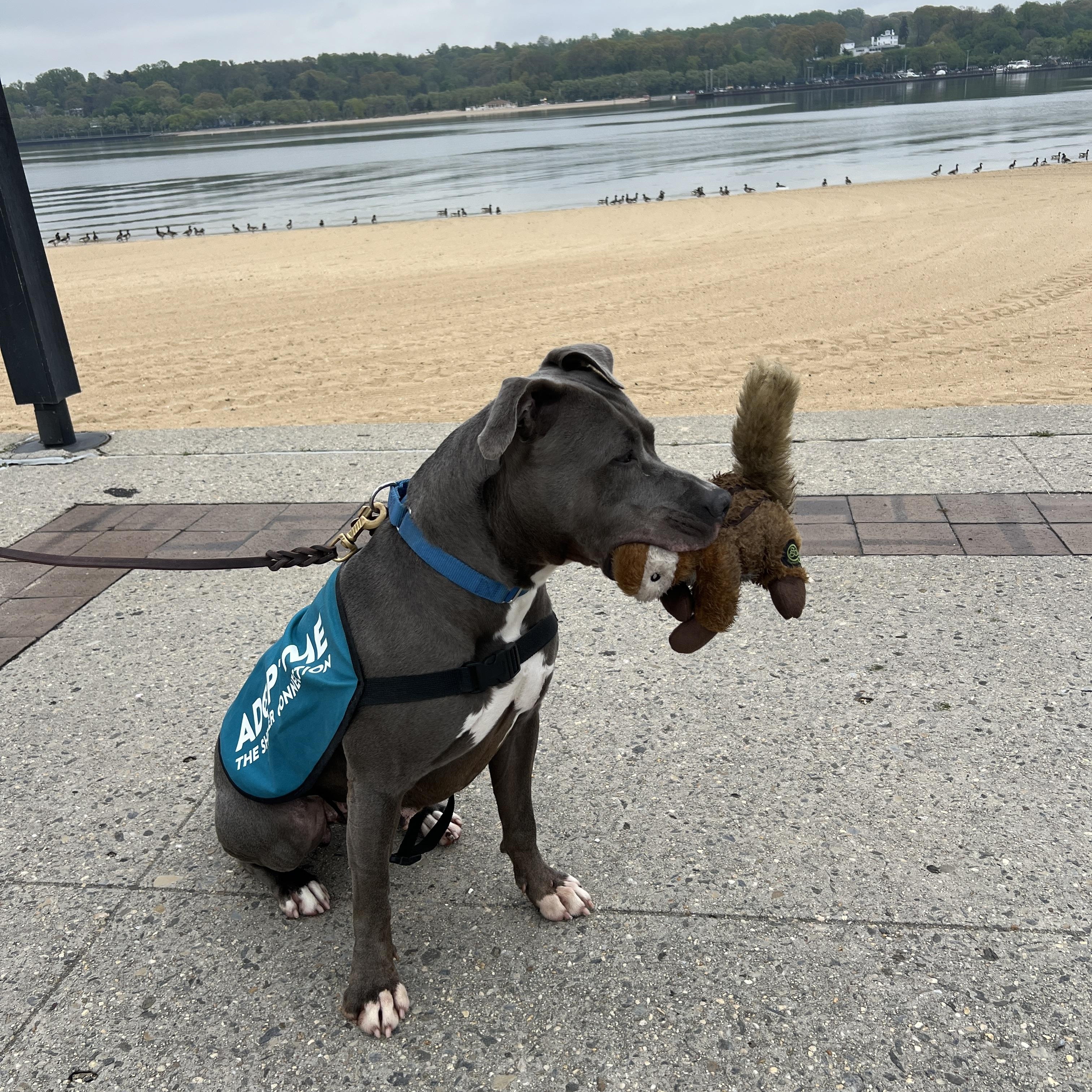 Enlarge Venus, a Adoptable Pit Bull Terrier in Port Washington, NY image 5/6
