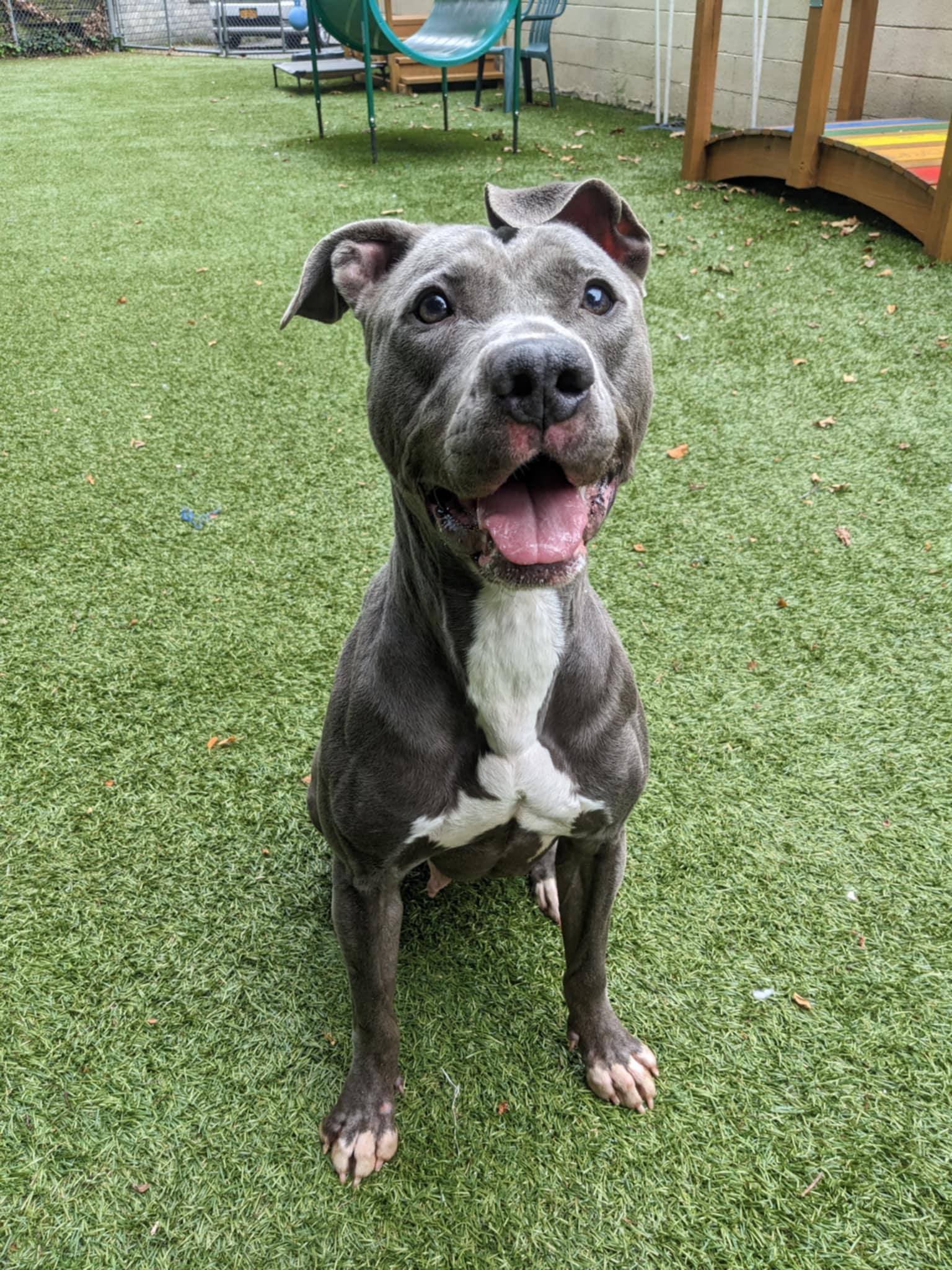 Enlarge Venus, a Adoptable Pit Bull Terrier in Port Washington, NY image 5/5