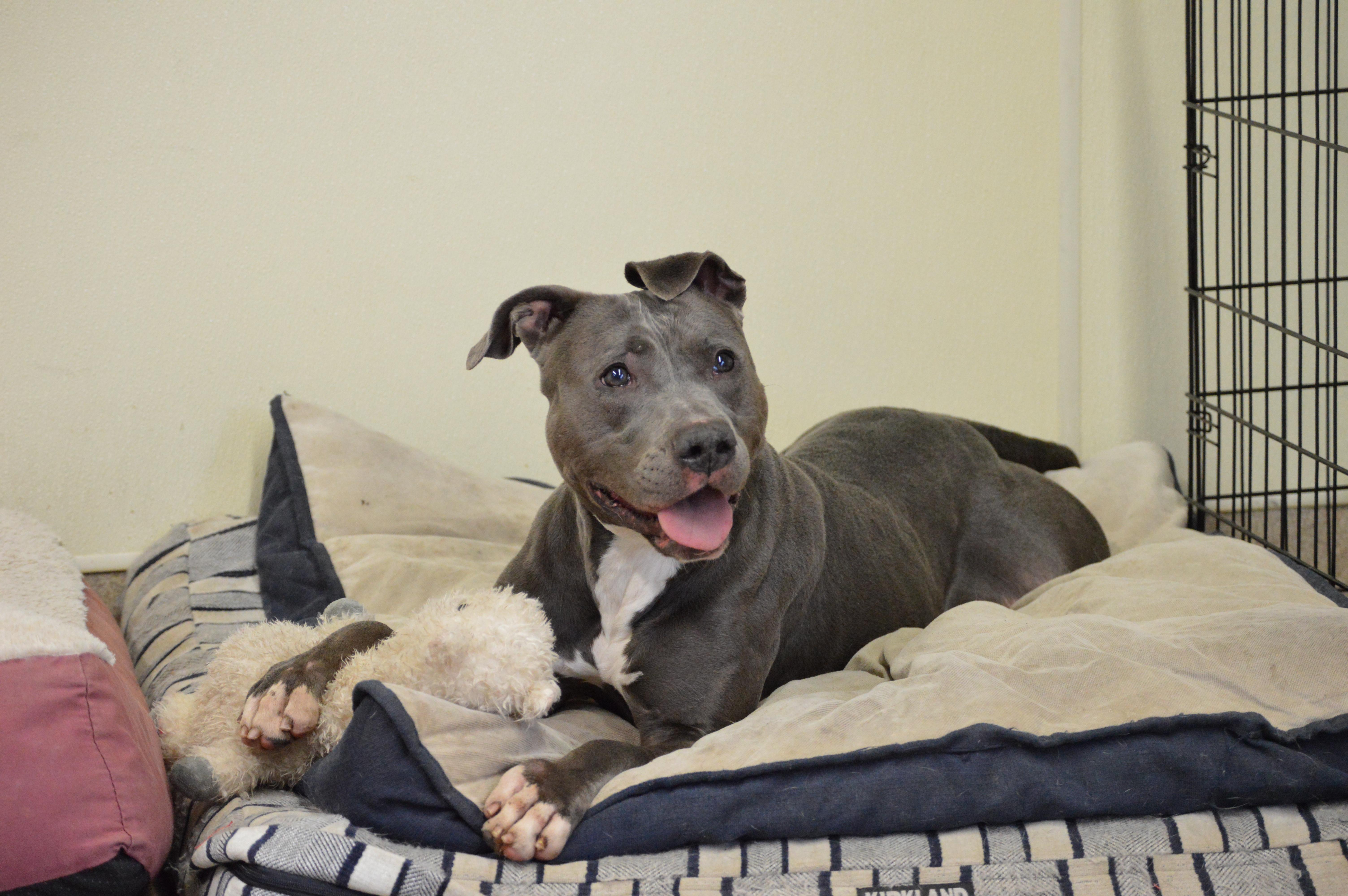 Enlarge Venus, a Adoptable Pit Bull Terrier in Port Washington, NY image 3/6