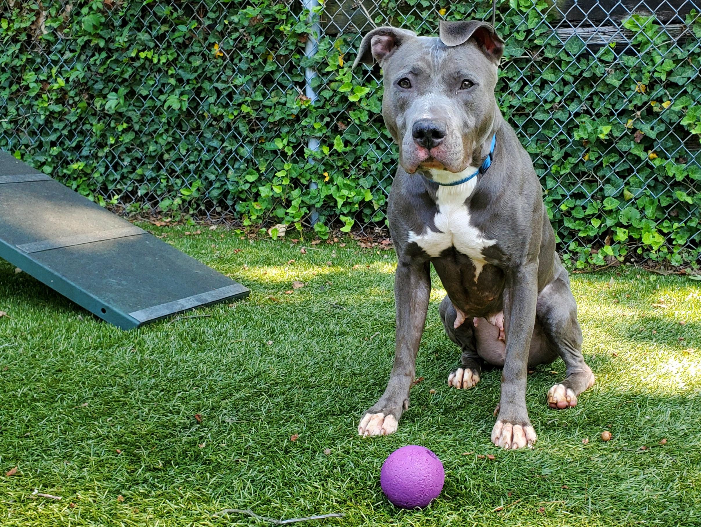 Enlarge Venus, a Adoptable Pit Bull Terrier in Port Washington, NY image 3/5