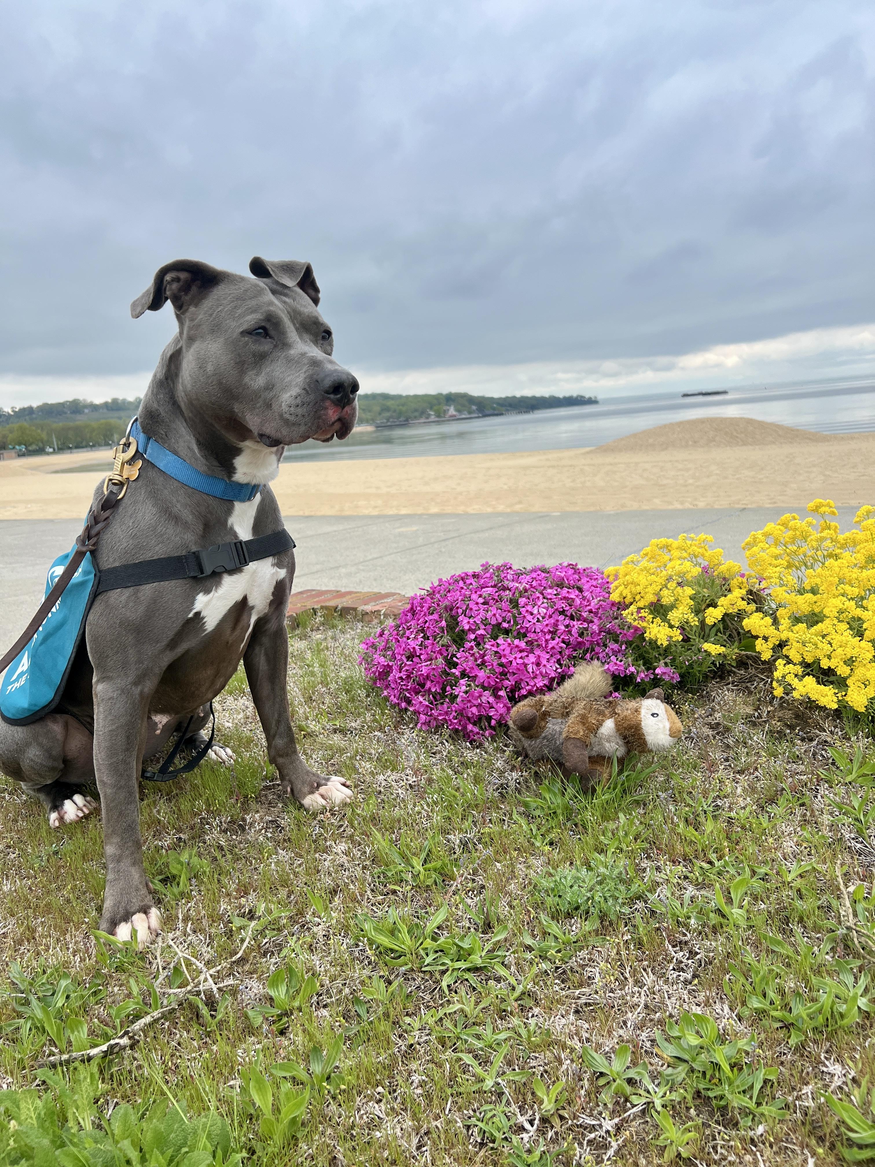 Enlarge Venus, a Adoptable Pit Bull Terrier in Port Washington, NY image 2/6