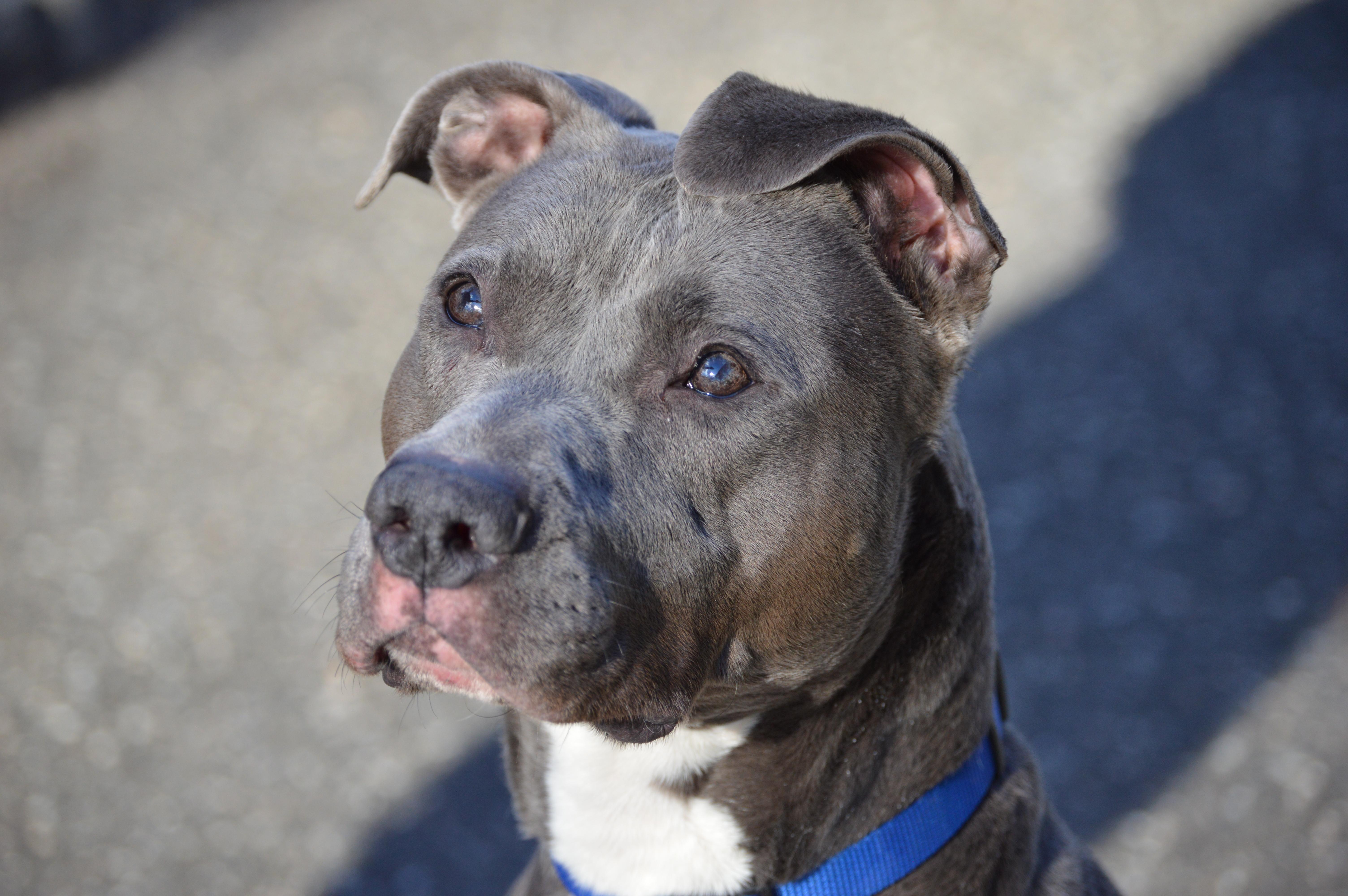 Enlarge Venus, a Adoptable Pit Bull Terrier in Port Washington, NY image 4/6