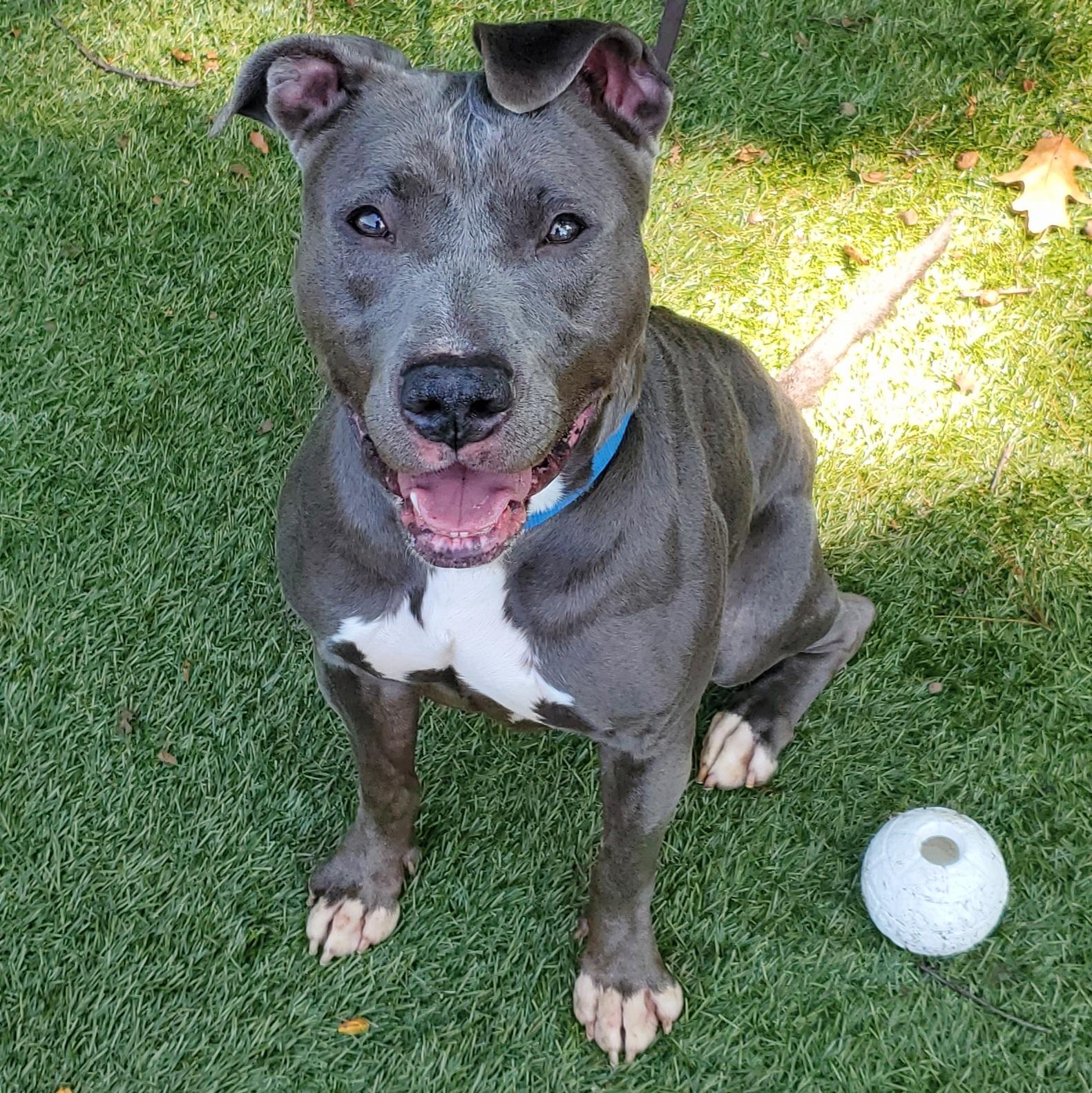 Venus, Adoptable, Adult Female Pit Bull Terrier.