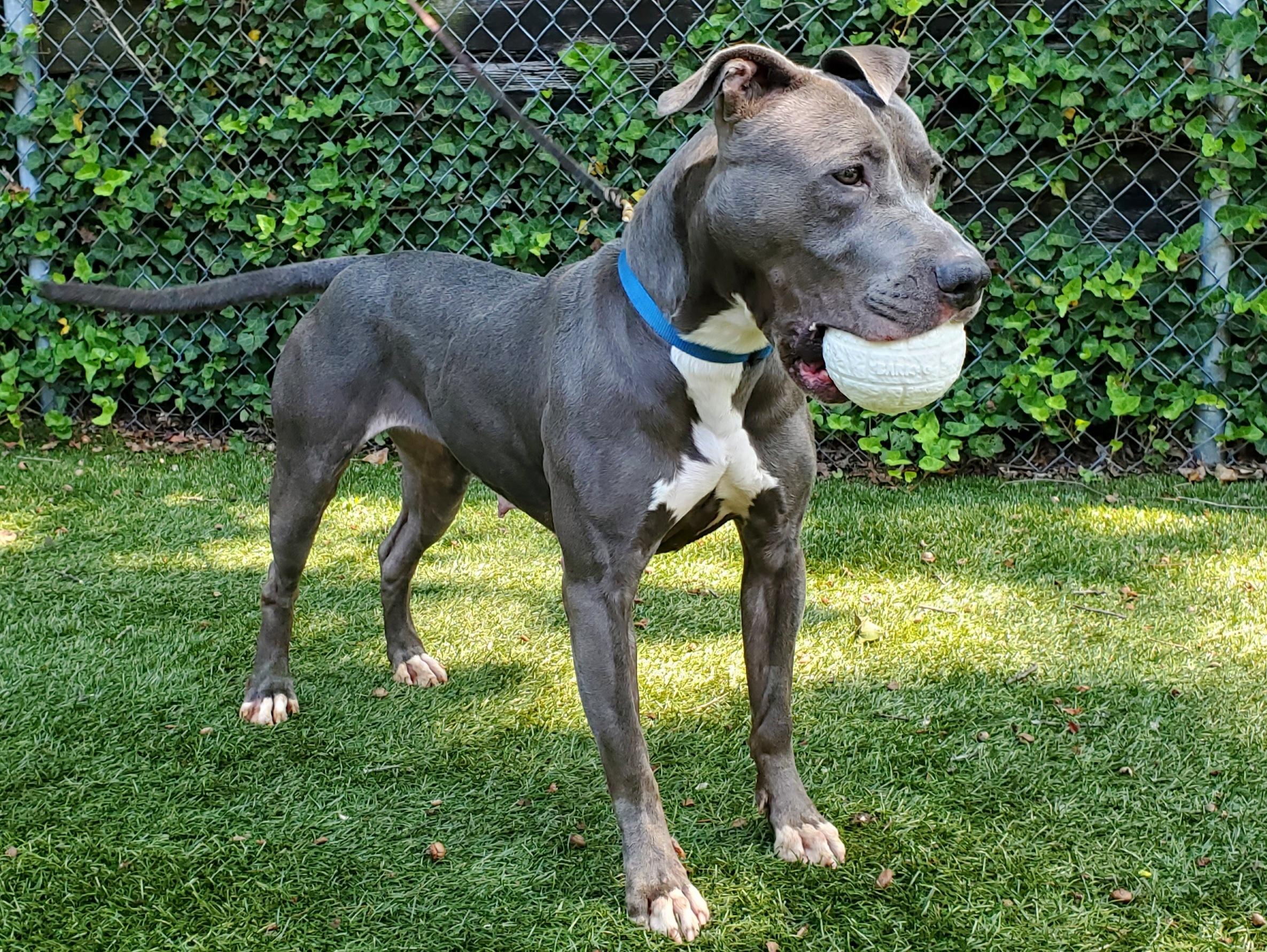 Enlarge Venus, a Adoptable Pit Bull Terrier in Port Washington, NY image 4/5