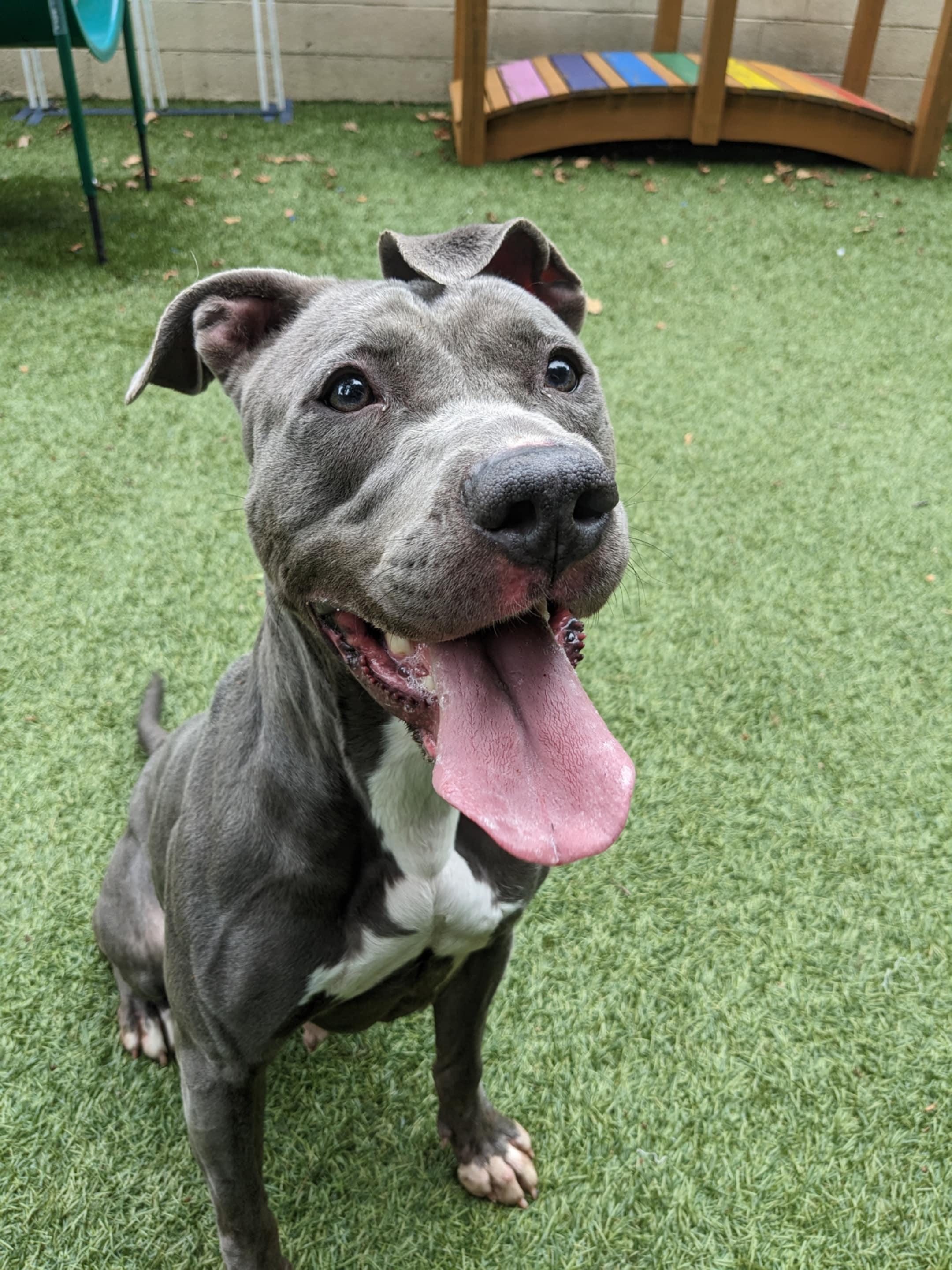 Enlarge Venus, a Adoptable Pit Bull Terrier in Port Washington, NY image 2/5