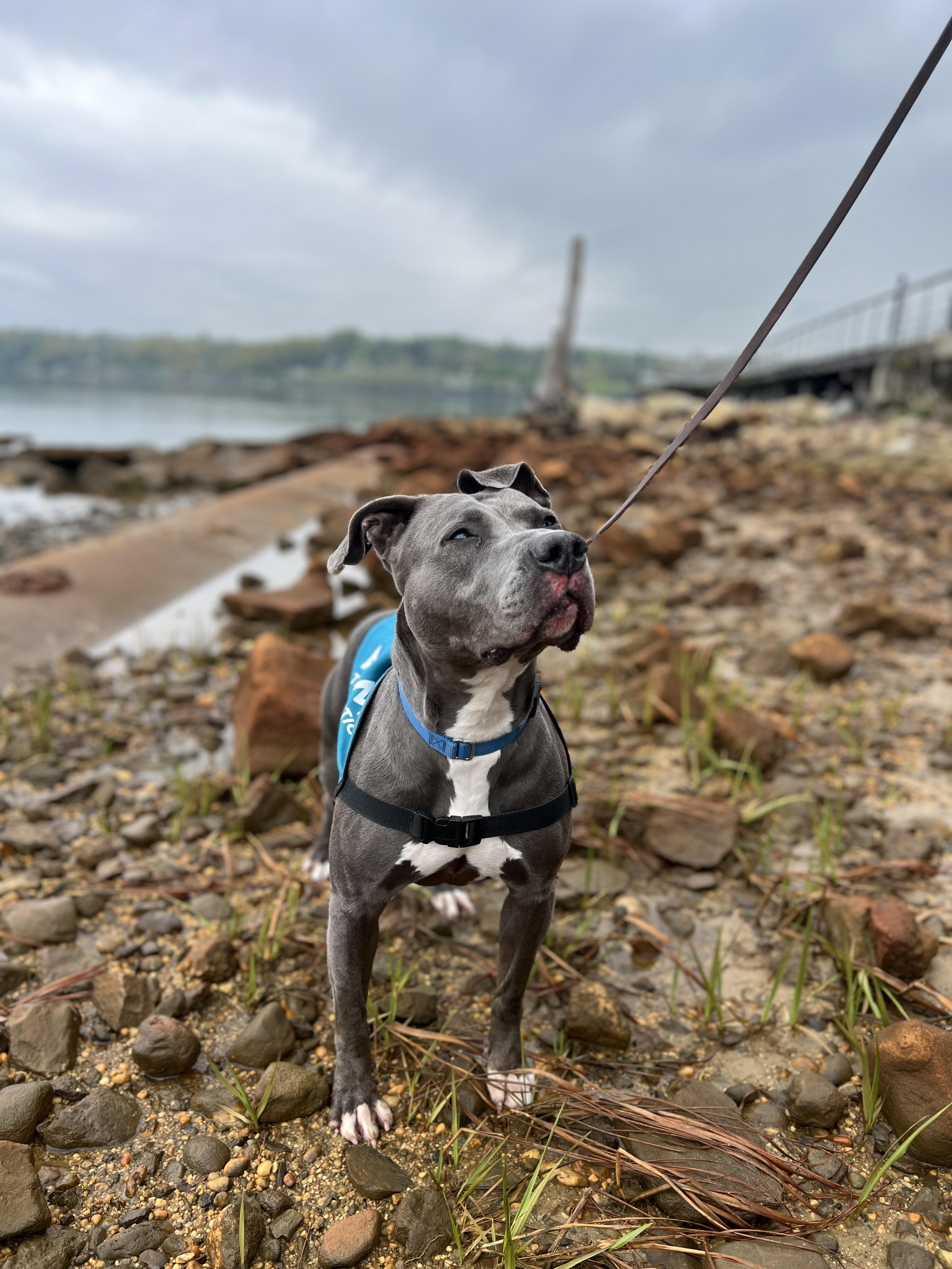 Venus, Adoptable, Adult Female Pit Bull Terrier.