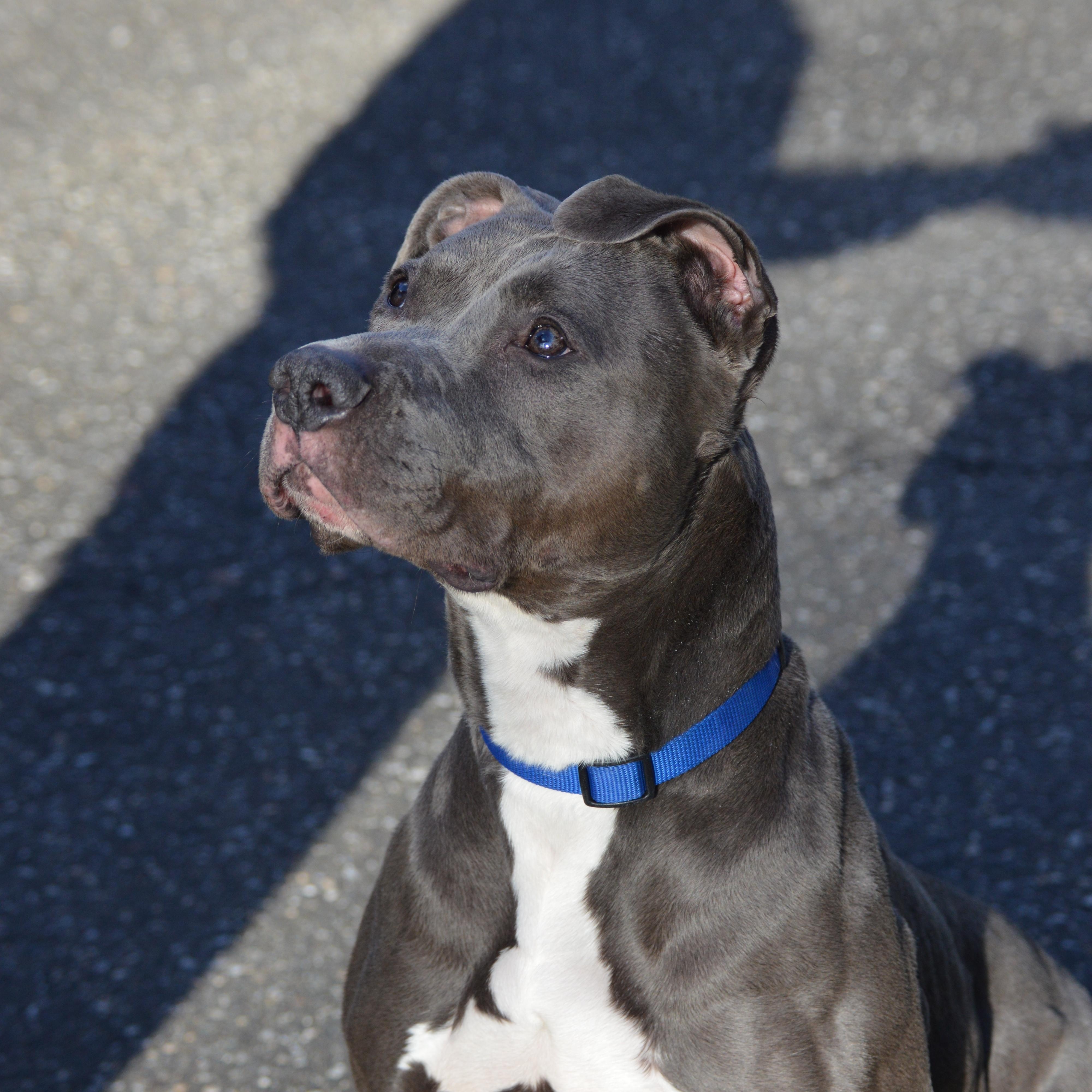 Venus, Adoptable, Adult Female Pit Bull Terrier.
