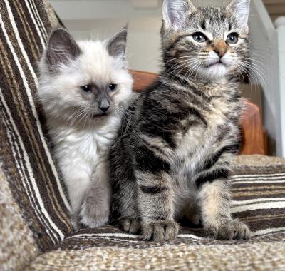 Enlarge Eran, a ADOPTABLE Domestic Short Hair in Mississauga, ON image 3/5