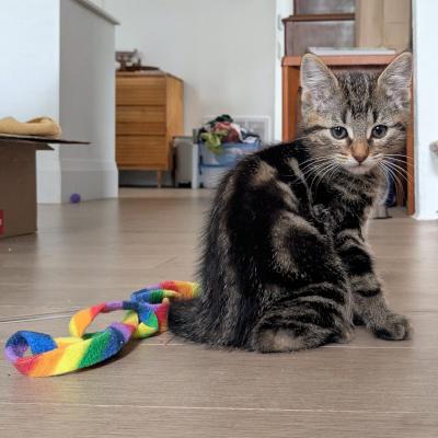Eran, ADOPTABLE, Kitten Male Domestic Short Hair.