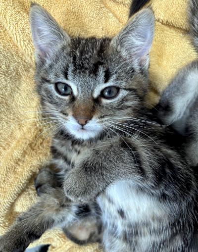 Enlarge Eran, a ADOPTABLE Domestic Short Hair in Mississauga, ON image 5/5