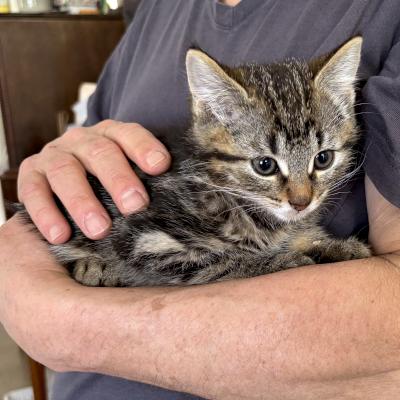 Enlarge Eran, a ADOPTABLE Domestic Short Hair in Mississauga, ON image 2/5